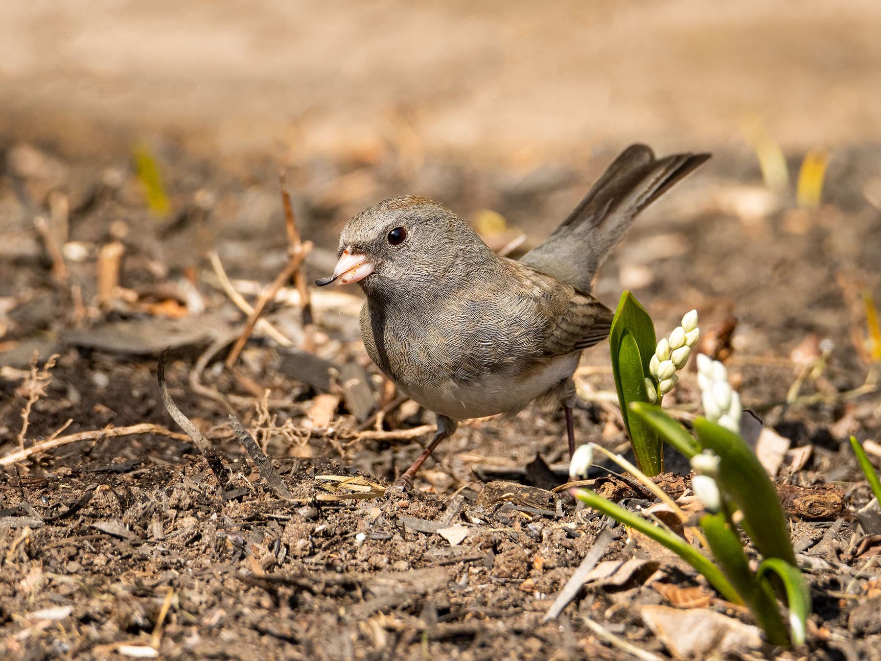 Dark eyed junco foraging