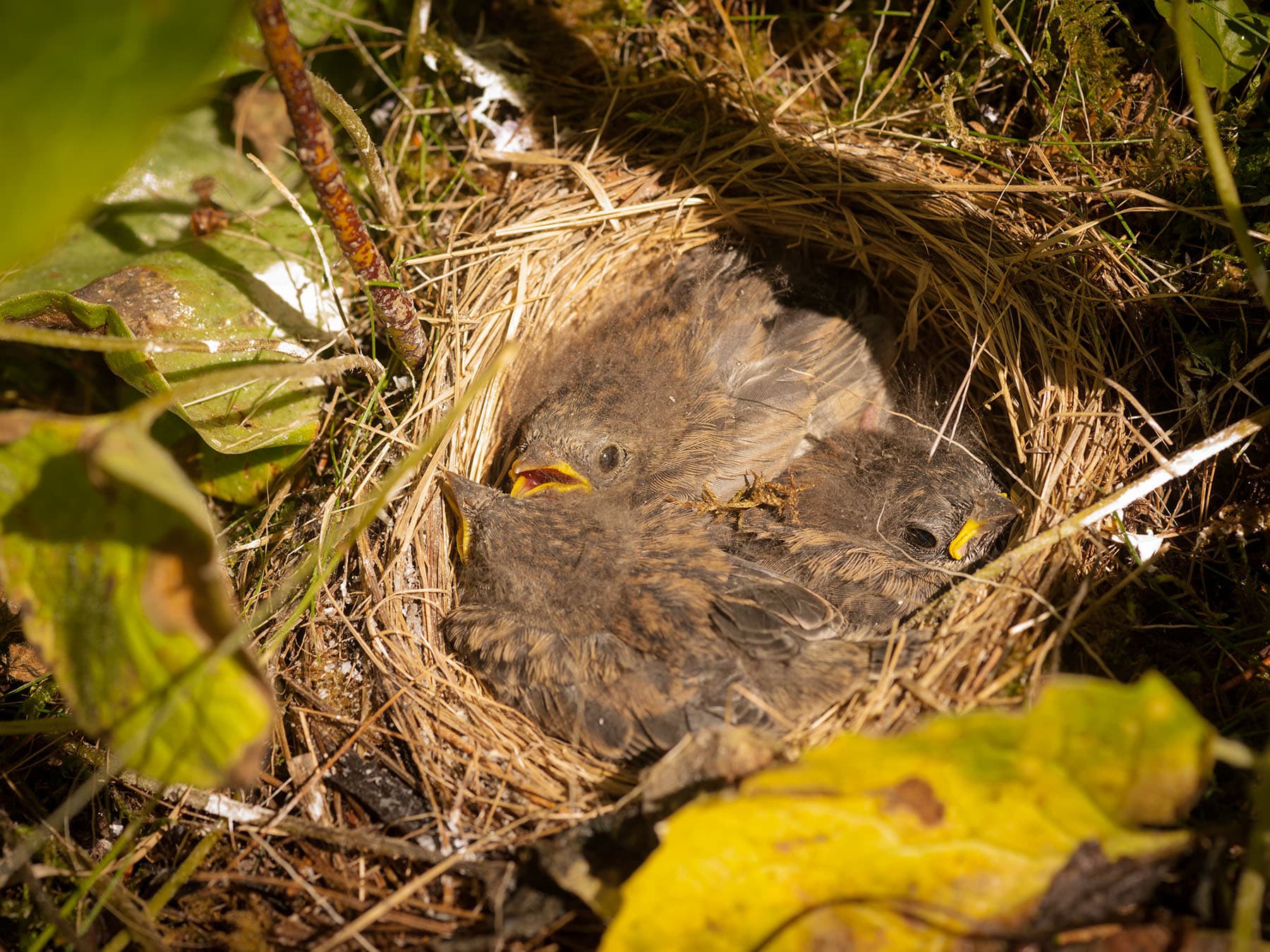 Dark eyed junco ground nest