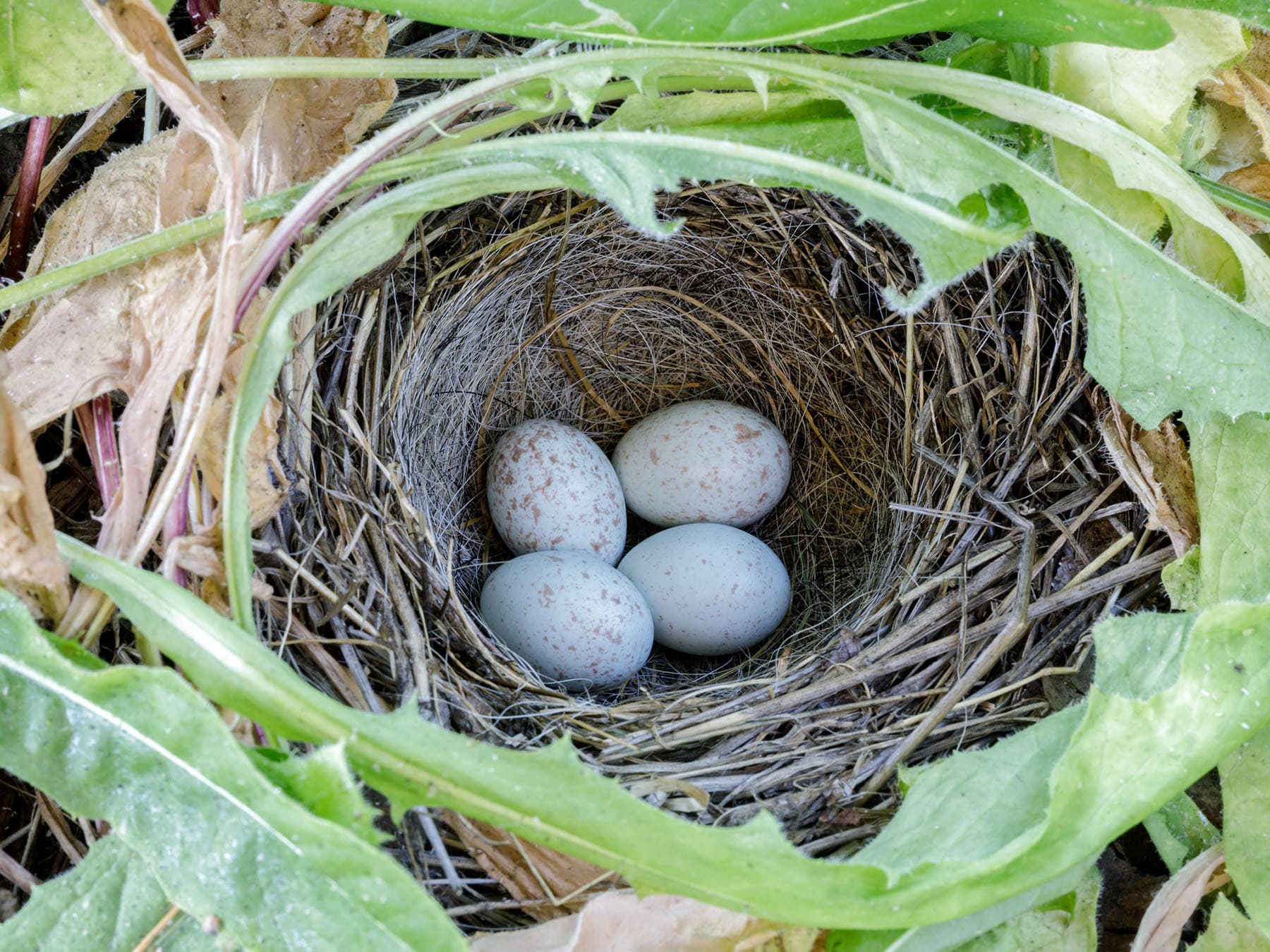 Dark eyed junco nest