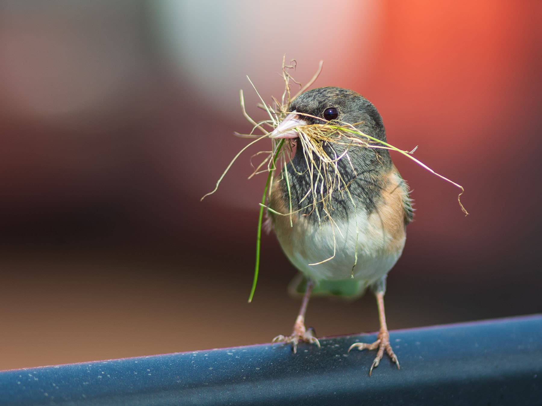 Dark eyed junco nesting material