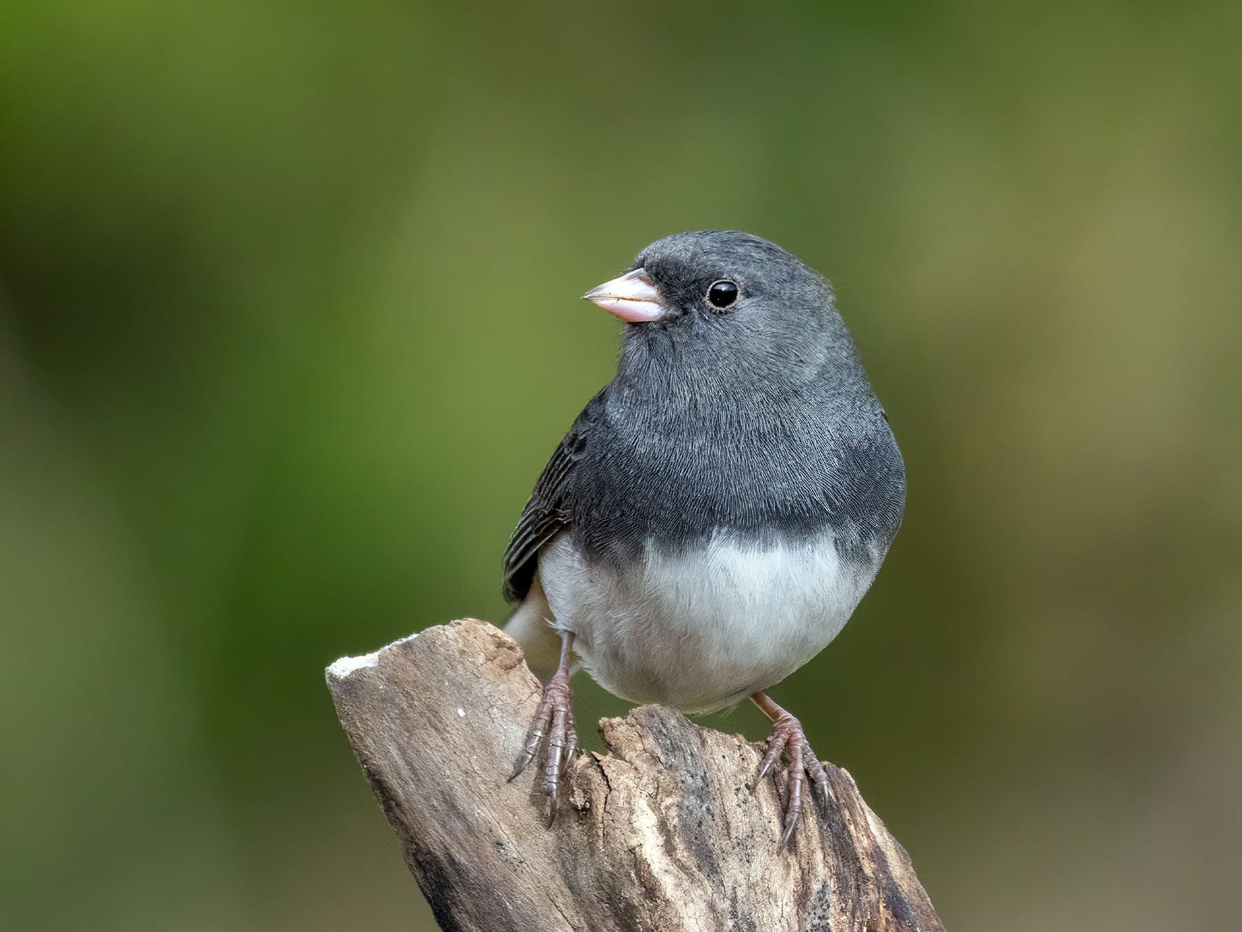 A Dark-eyed Junco (Slate-colored): plain gray hood, pink bill, white belly