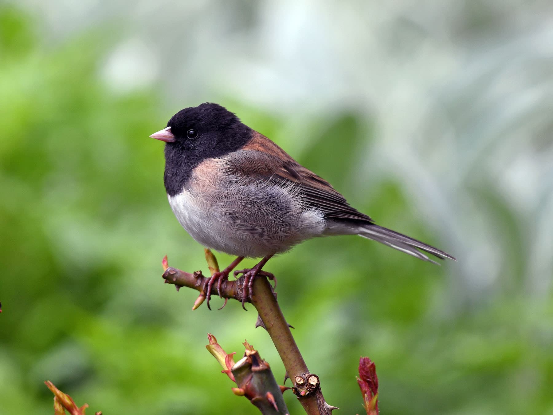 Dark-eyed Junco