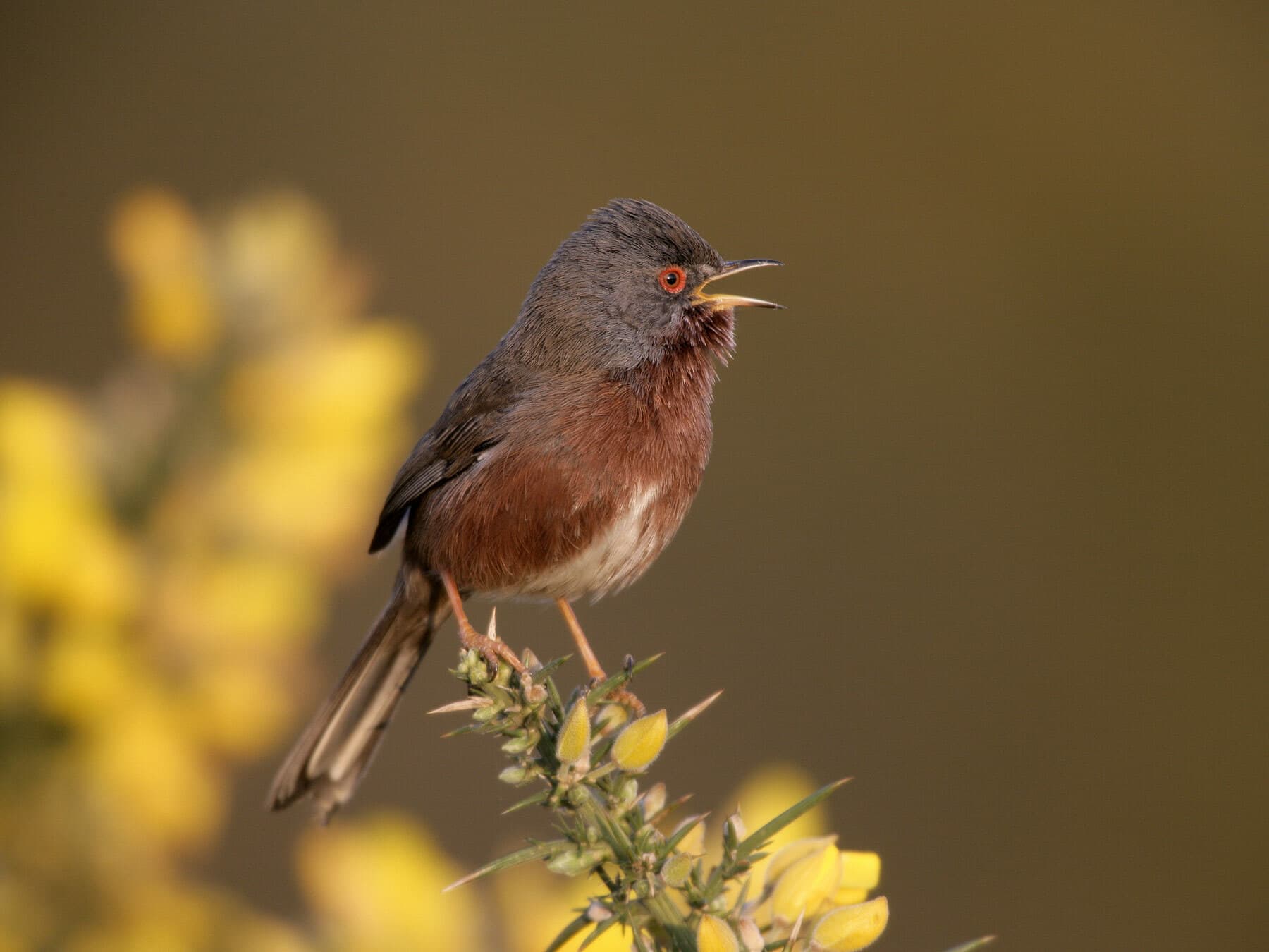 Dartford Warbler