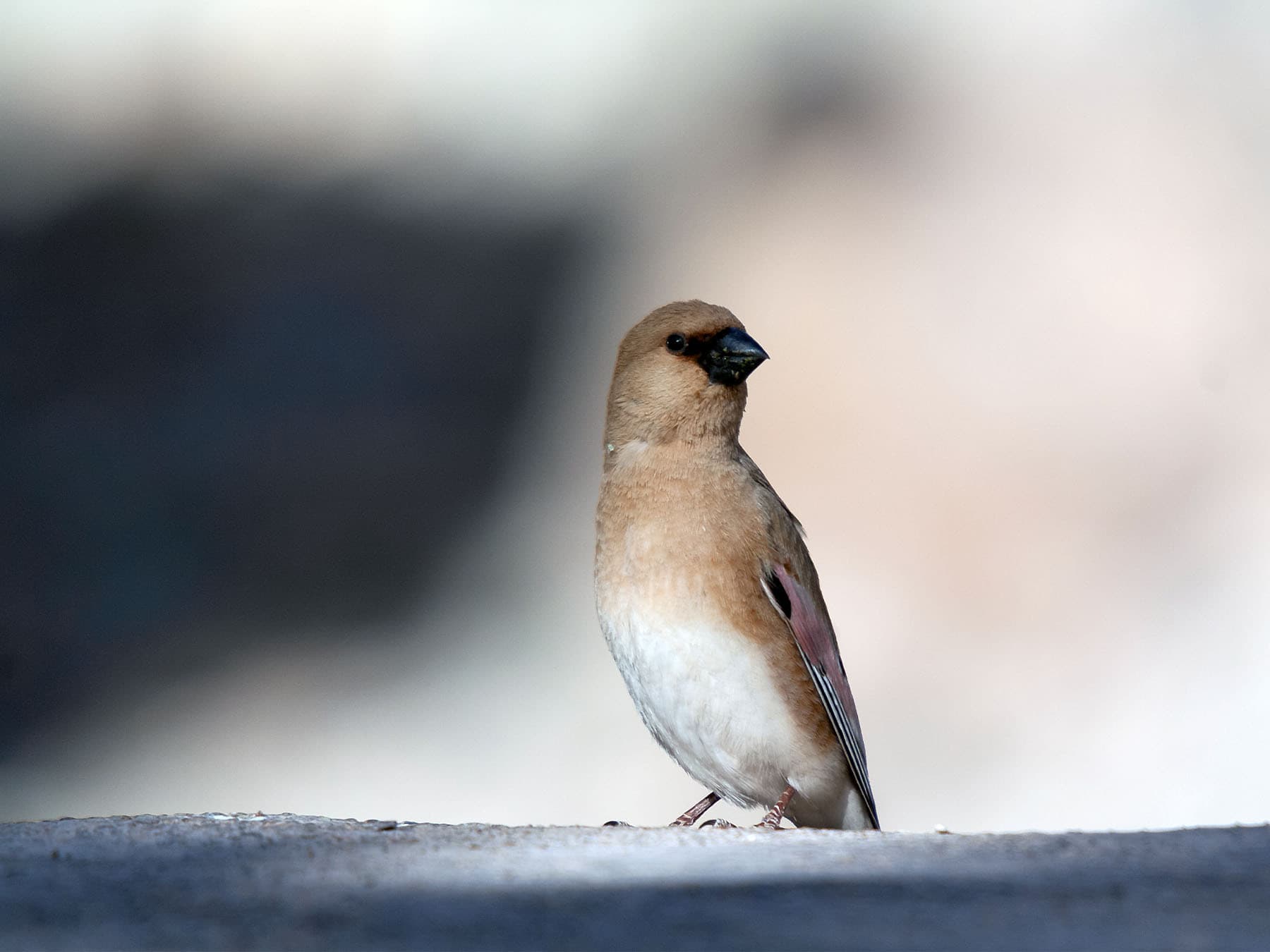 Desert Finch perching on branch