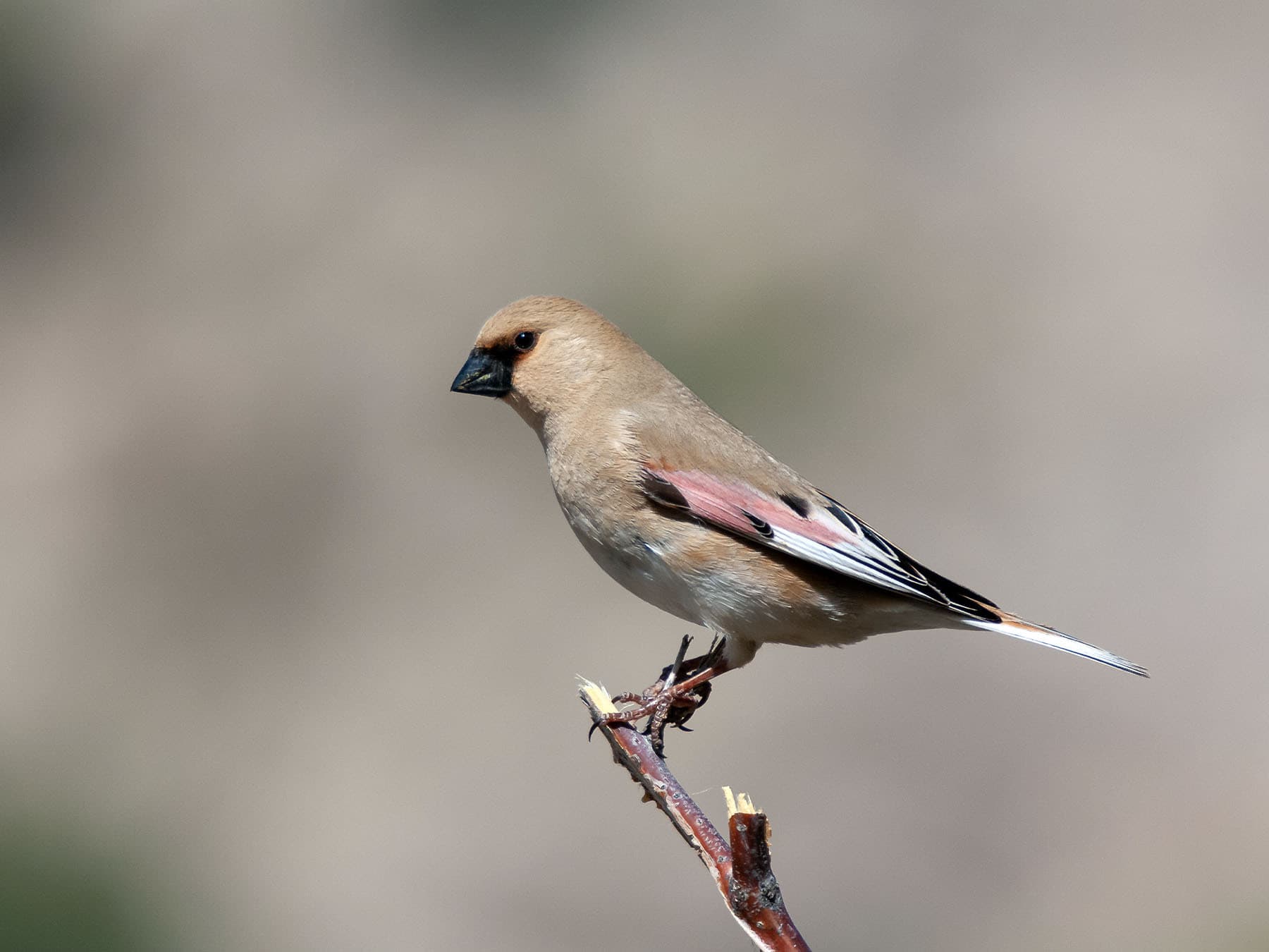 Desert Finch