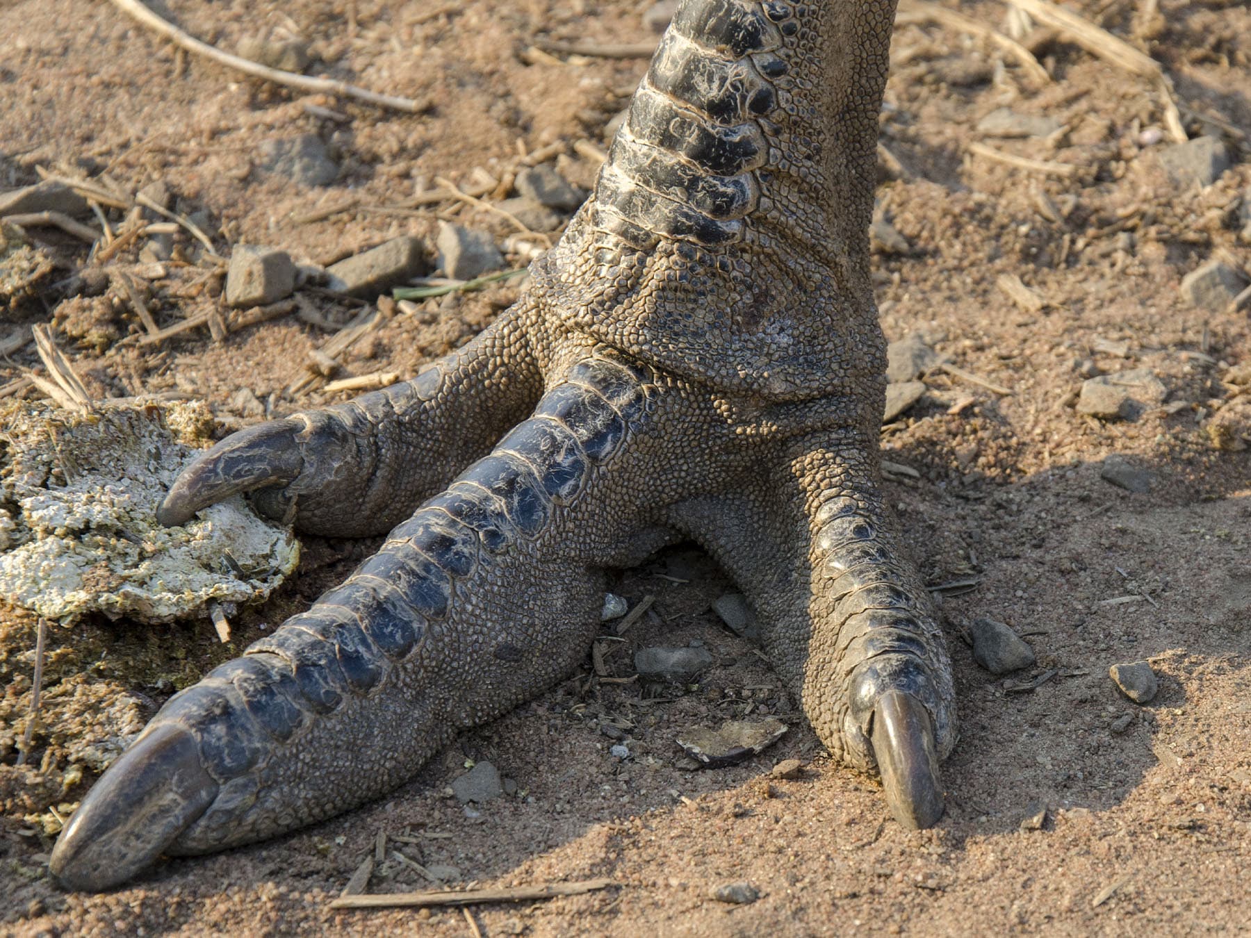 Different Types of Bird Feet and their Functions