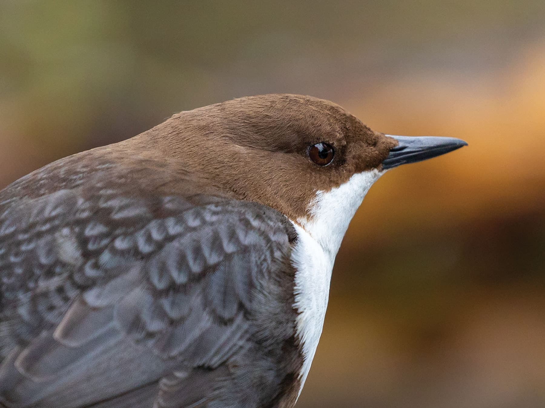 Close up portrait of a Dipper