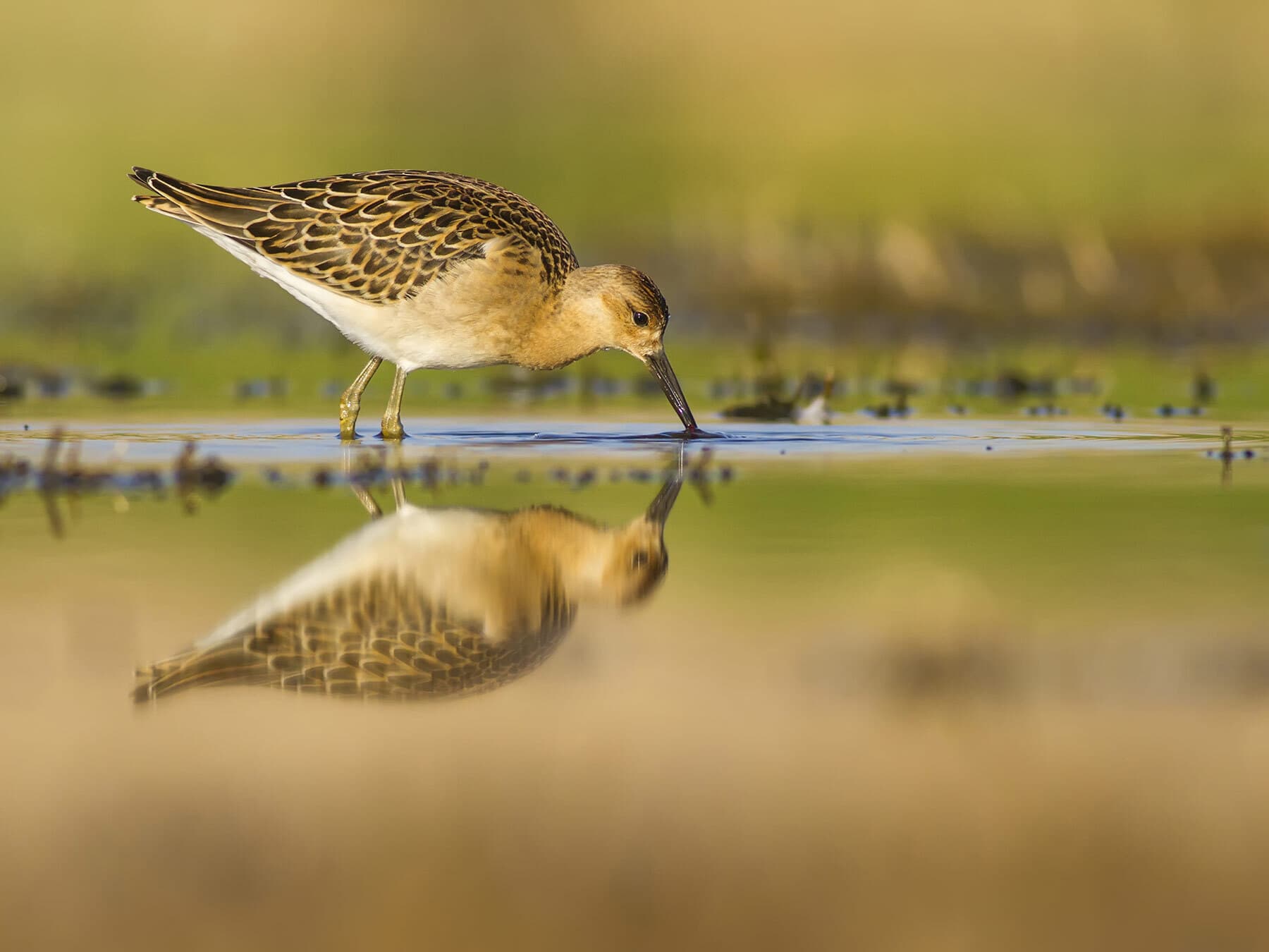 Do Birds Drink Water? (How Much + How: Explained)