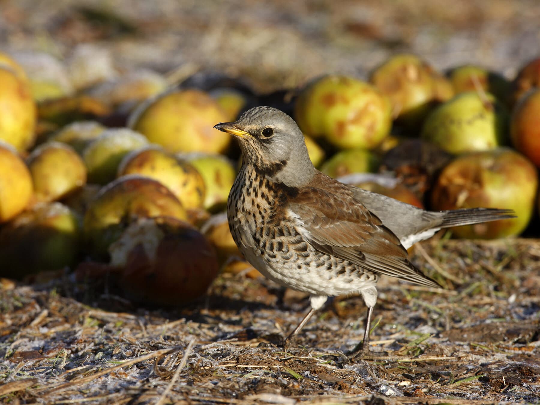Do Birds Eat Apples? Which Species, How to Feed Them Safely