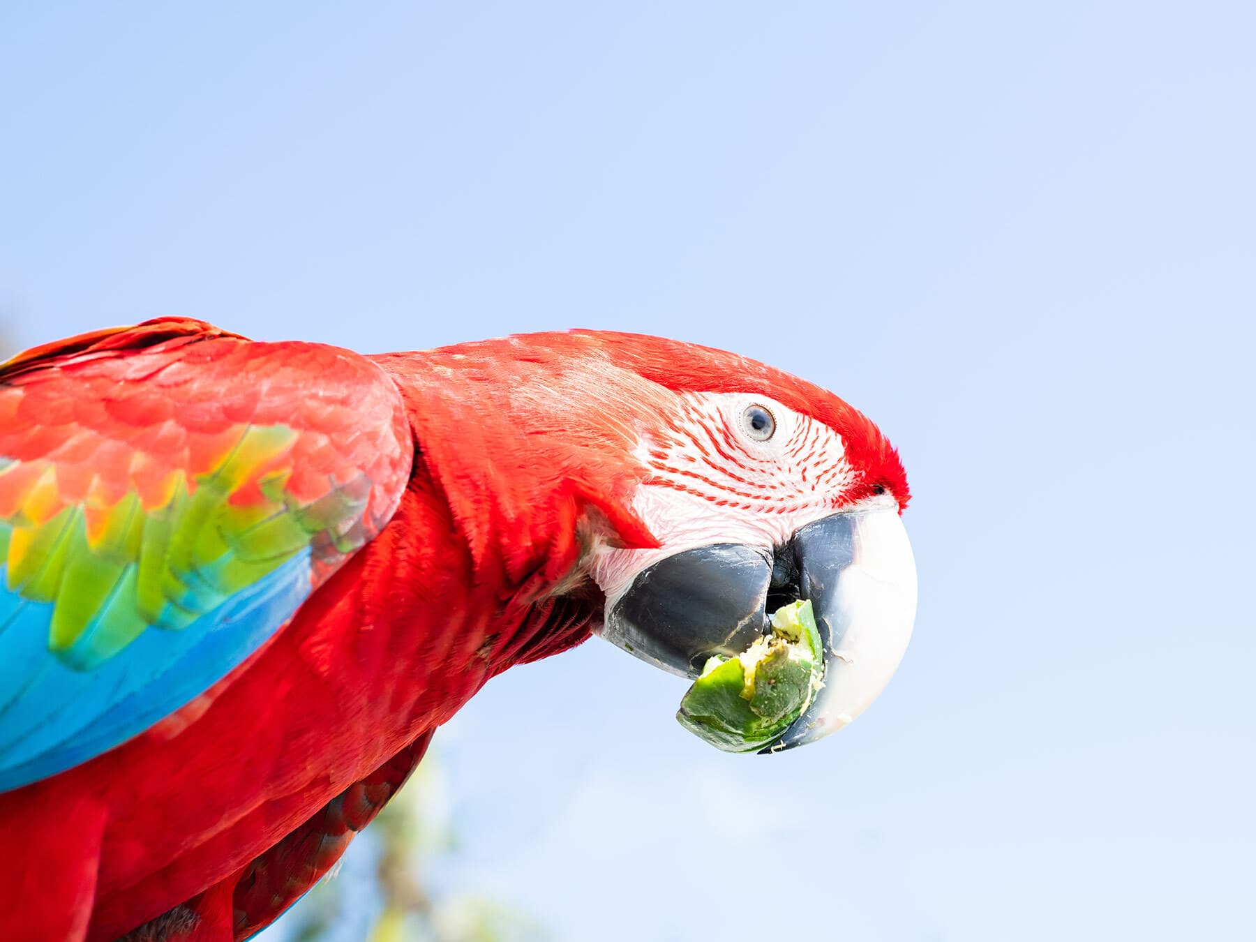 Do Birds Have Taste Buds?