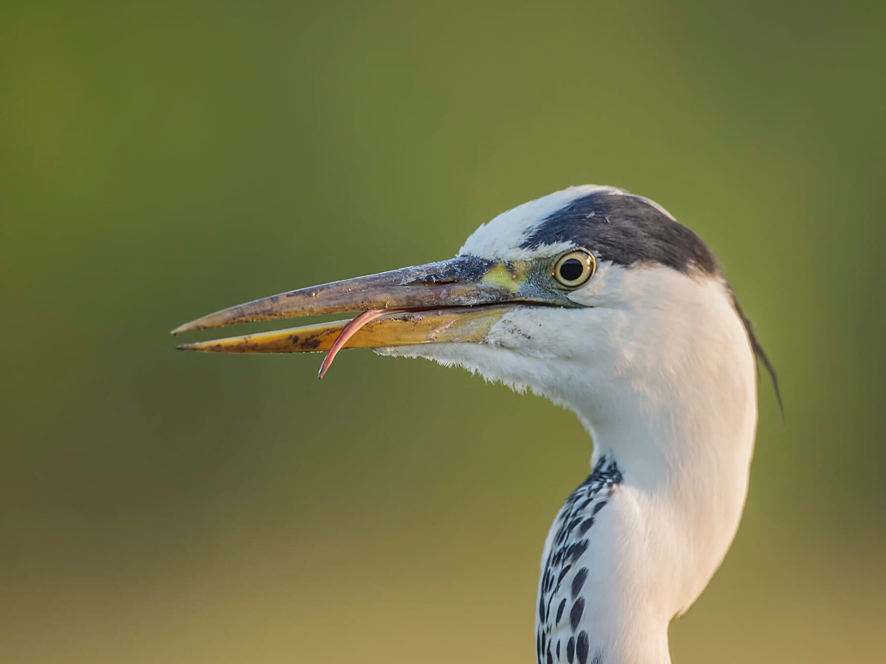 Do Birds Have Tongues? (6 Types + How They Are Used)