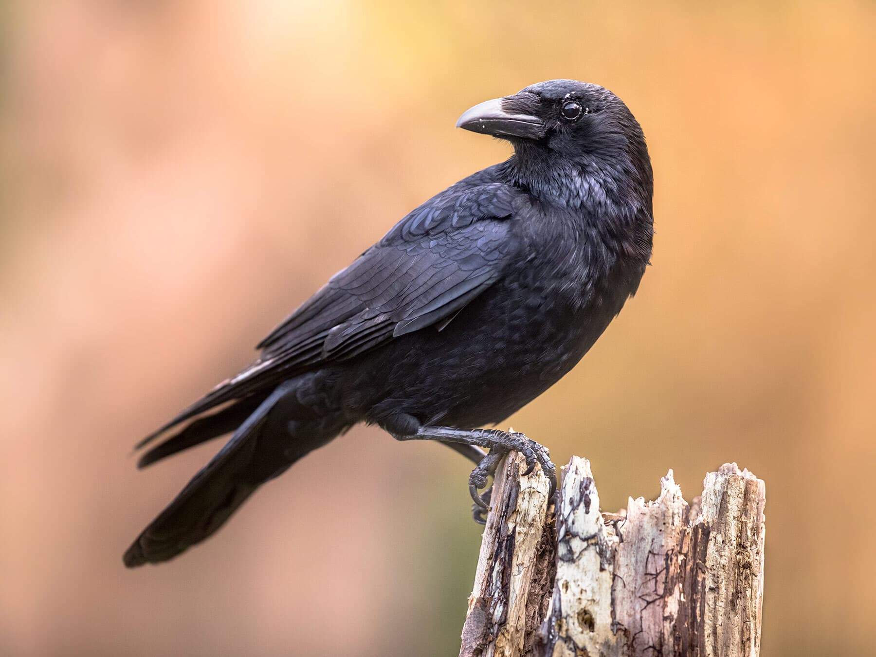 Do Crows Migrate? (Complete Guide)