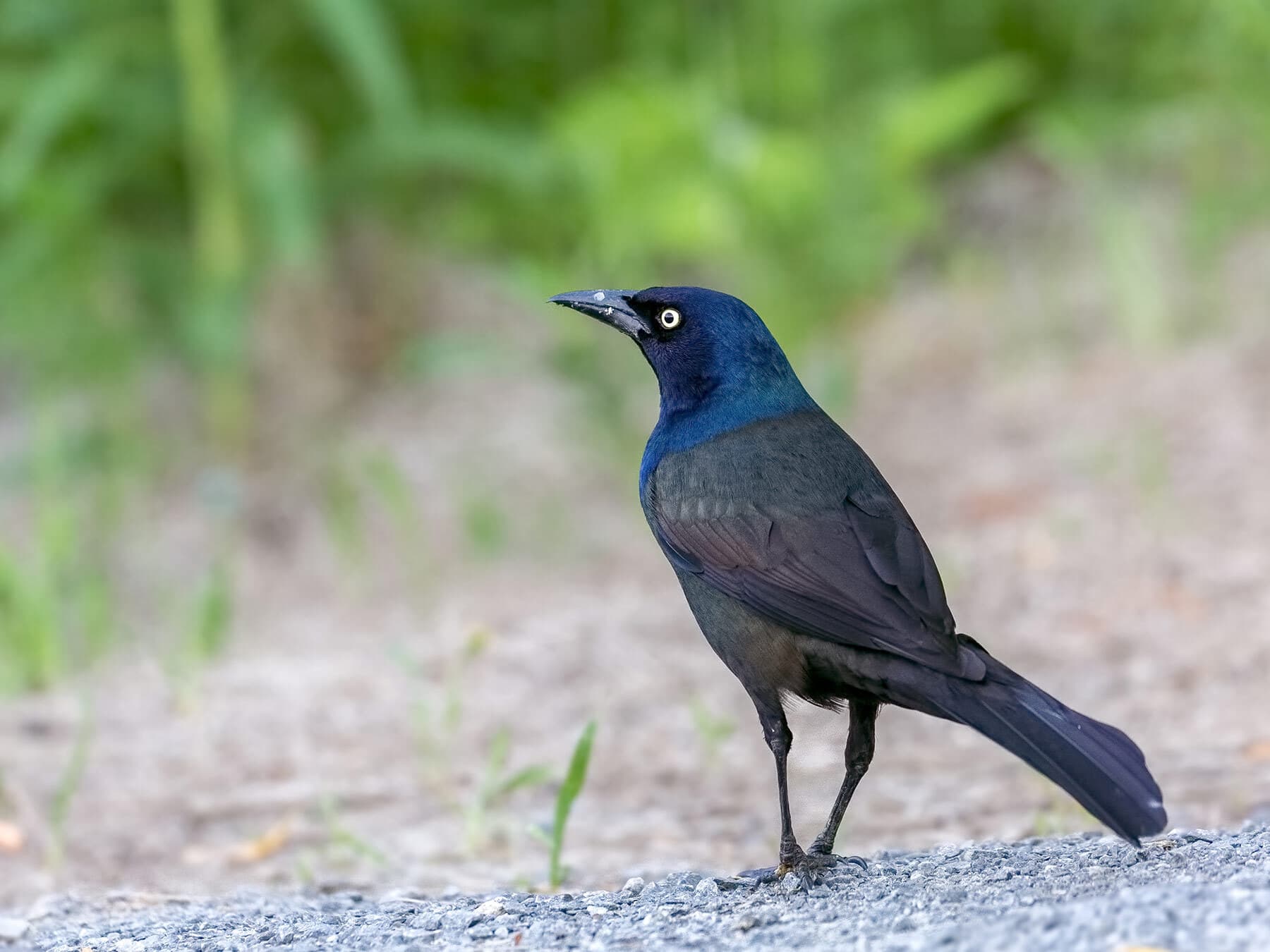 Do Grackles Migrate?