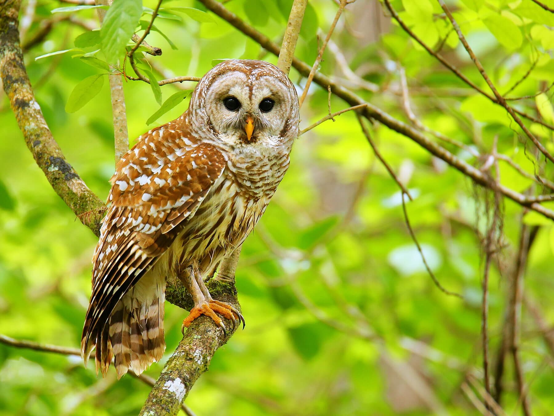 Do Owls Come Out During The Day? (Comprehensive Guide)