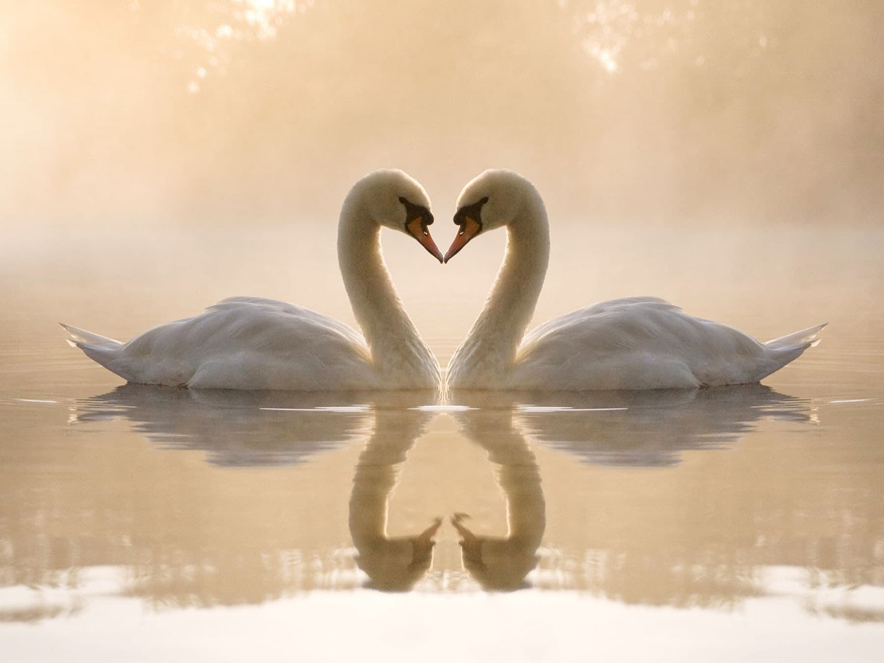 Do Swans Mate For Life?