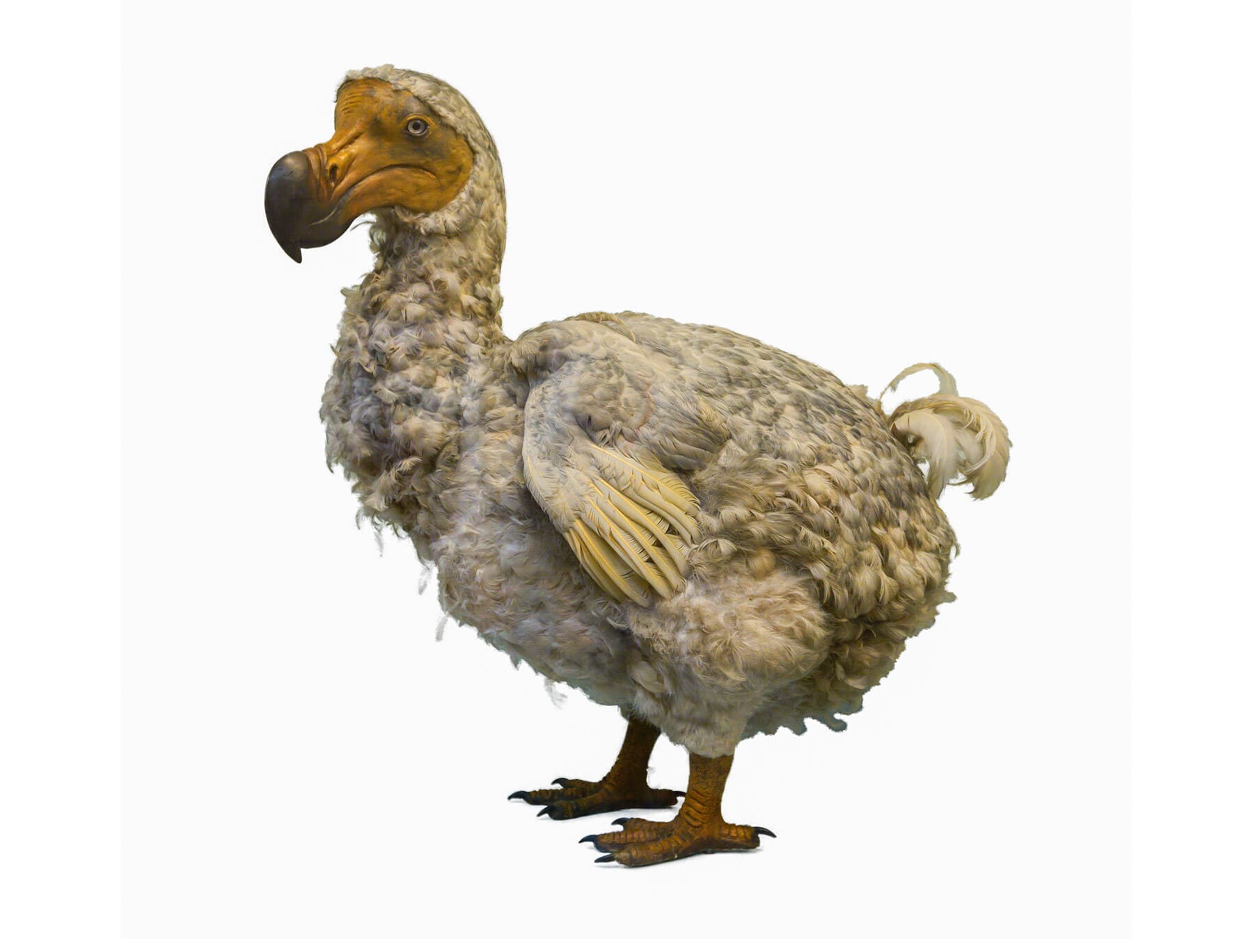 Dodo bird