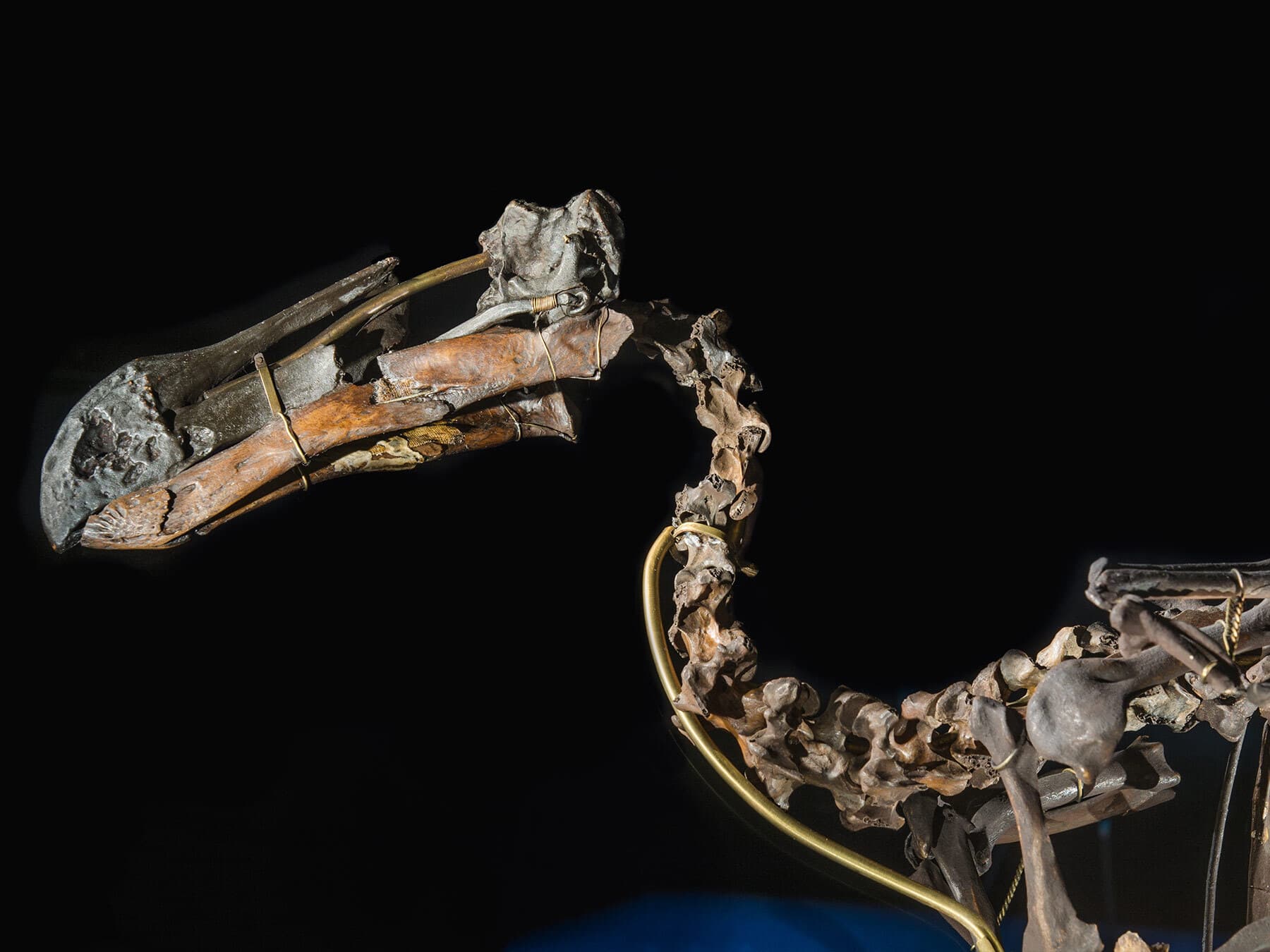 Dodo skeleton