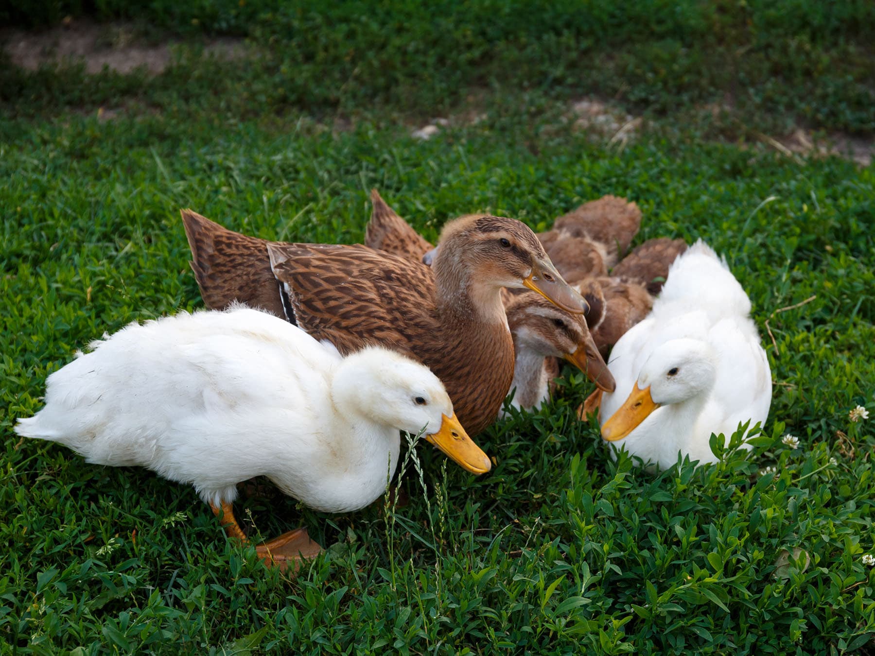 Domestic ducks grazing