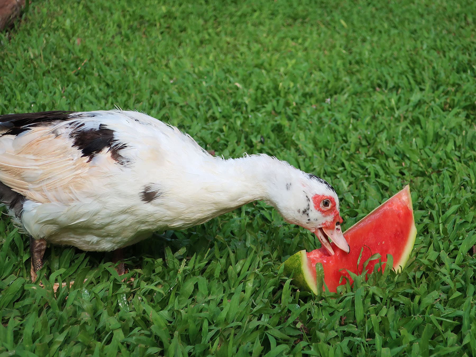 Domestic female muscovy duck