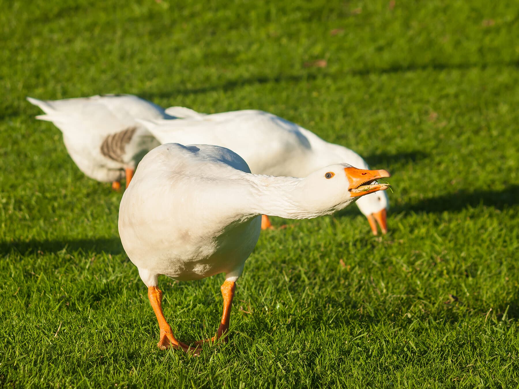 Domestic goose attack