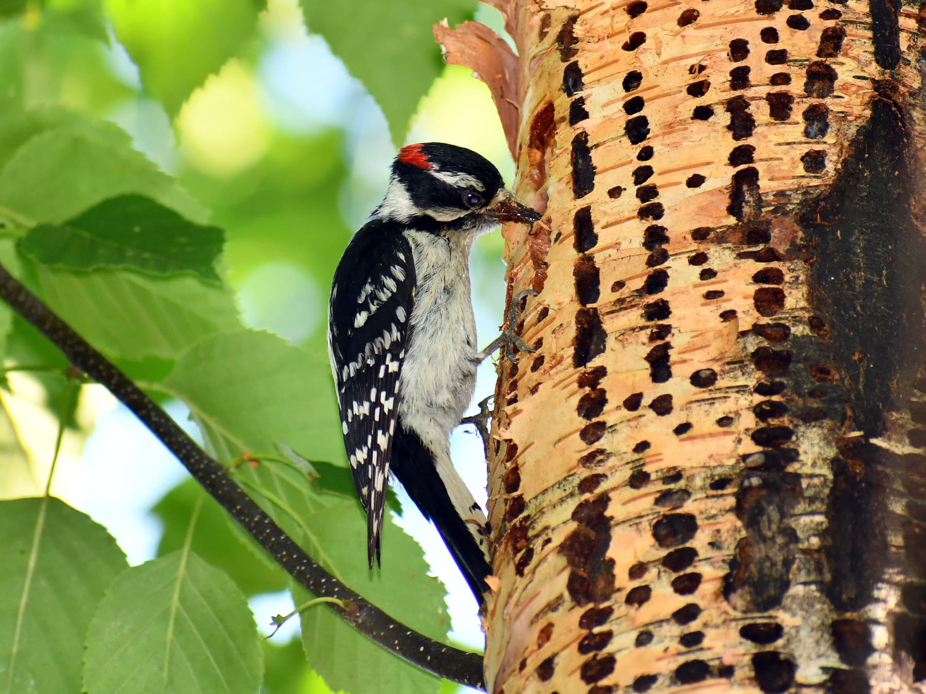 Downy woodpecker drinking sap from a yellow bellied sapsucker drill site