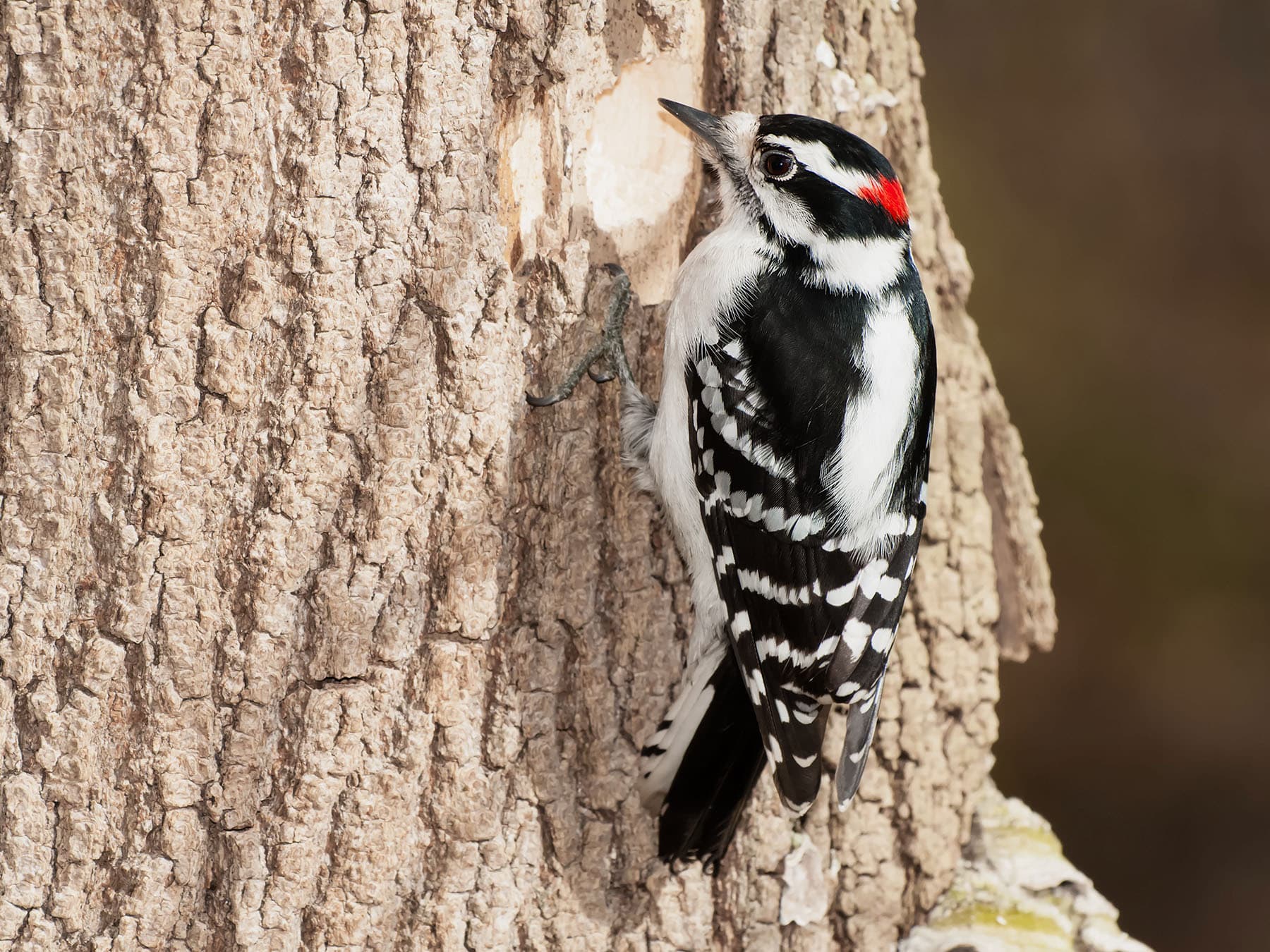 Downy woodpecker excavating nest