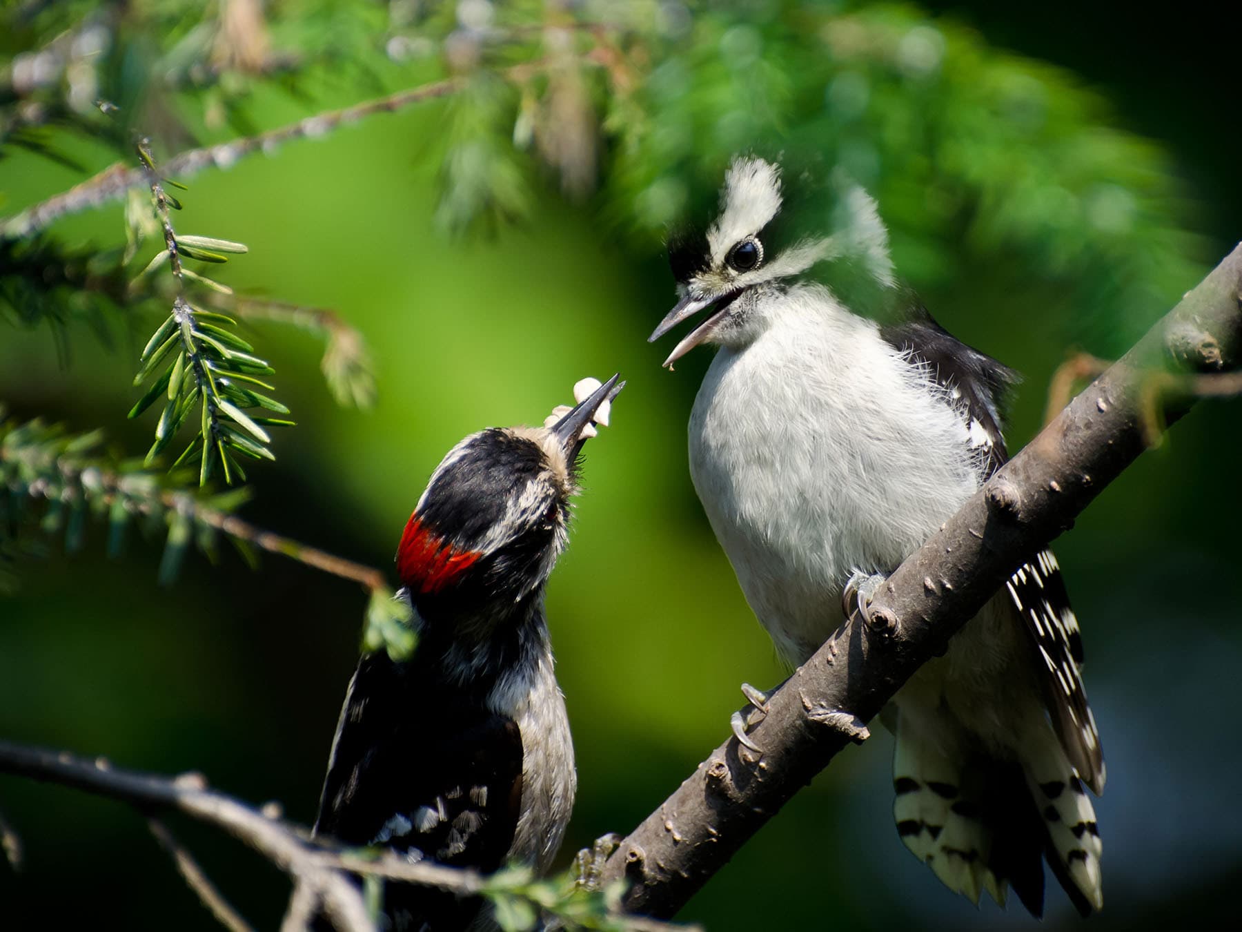 Downy woodpecker fledgling