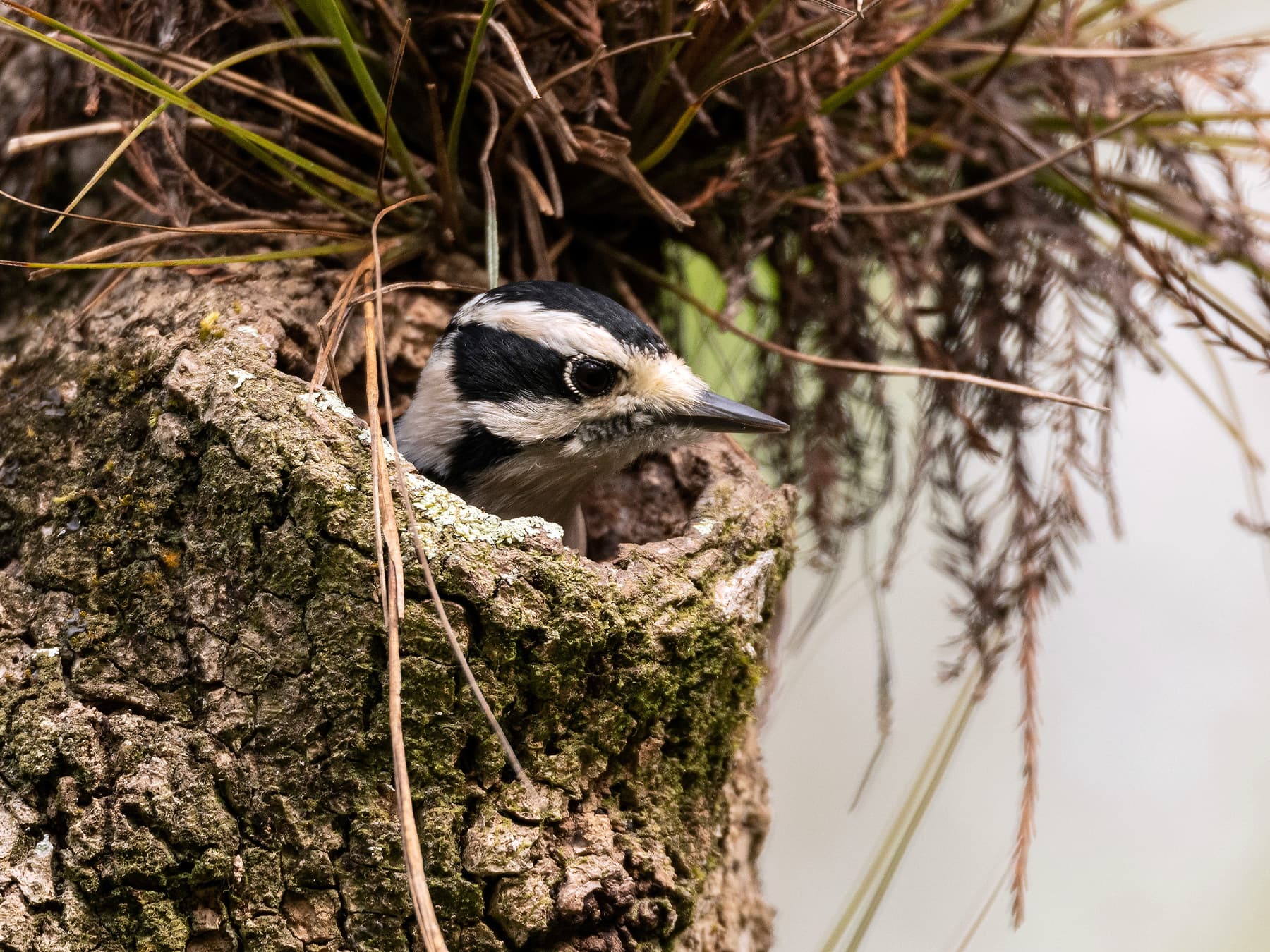 Downy woodpecker looking out of nest hole