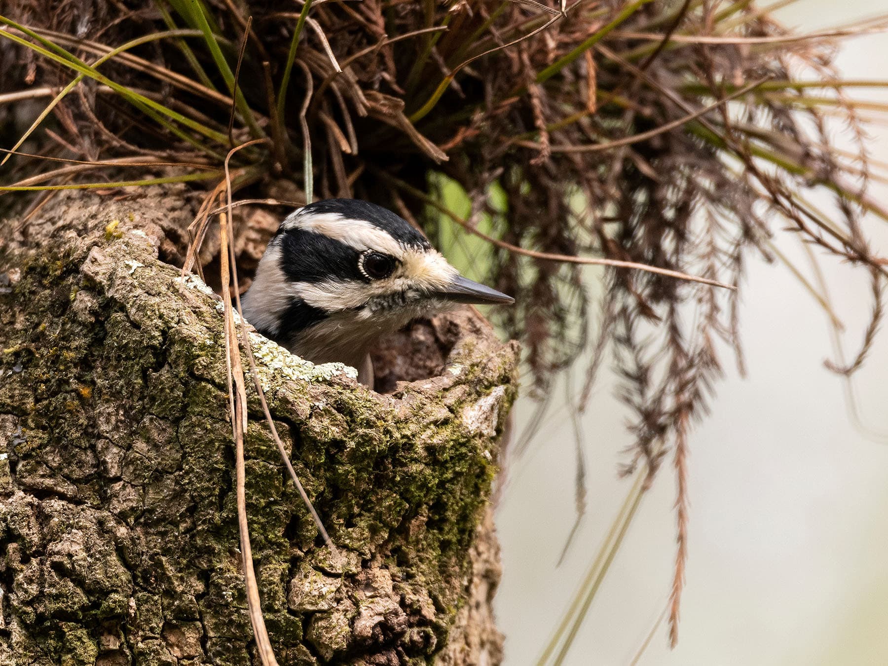 Downy woodpecker nest