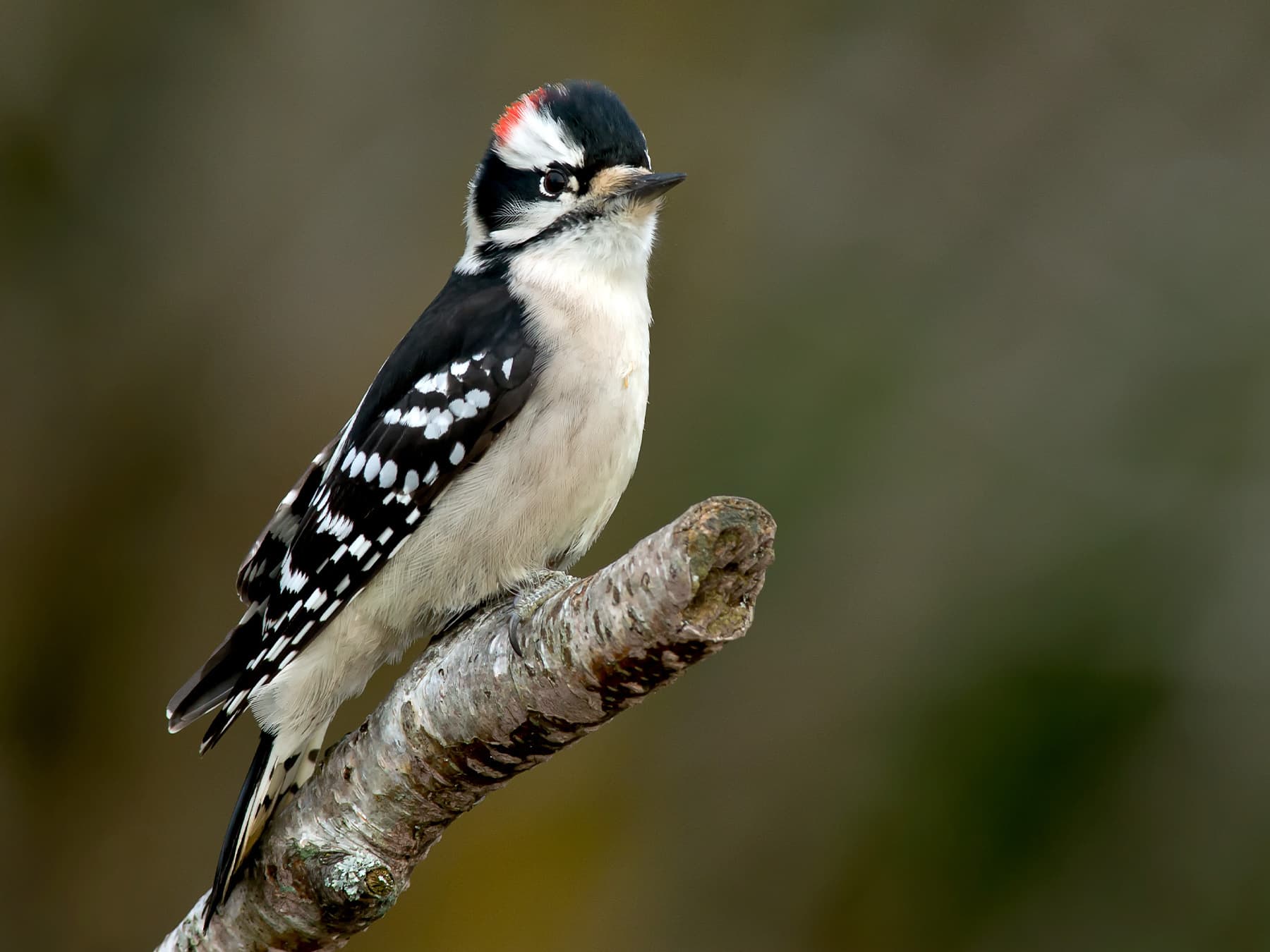Downy Woodpecker