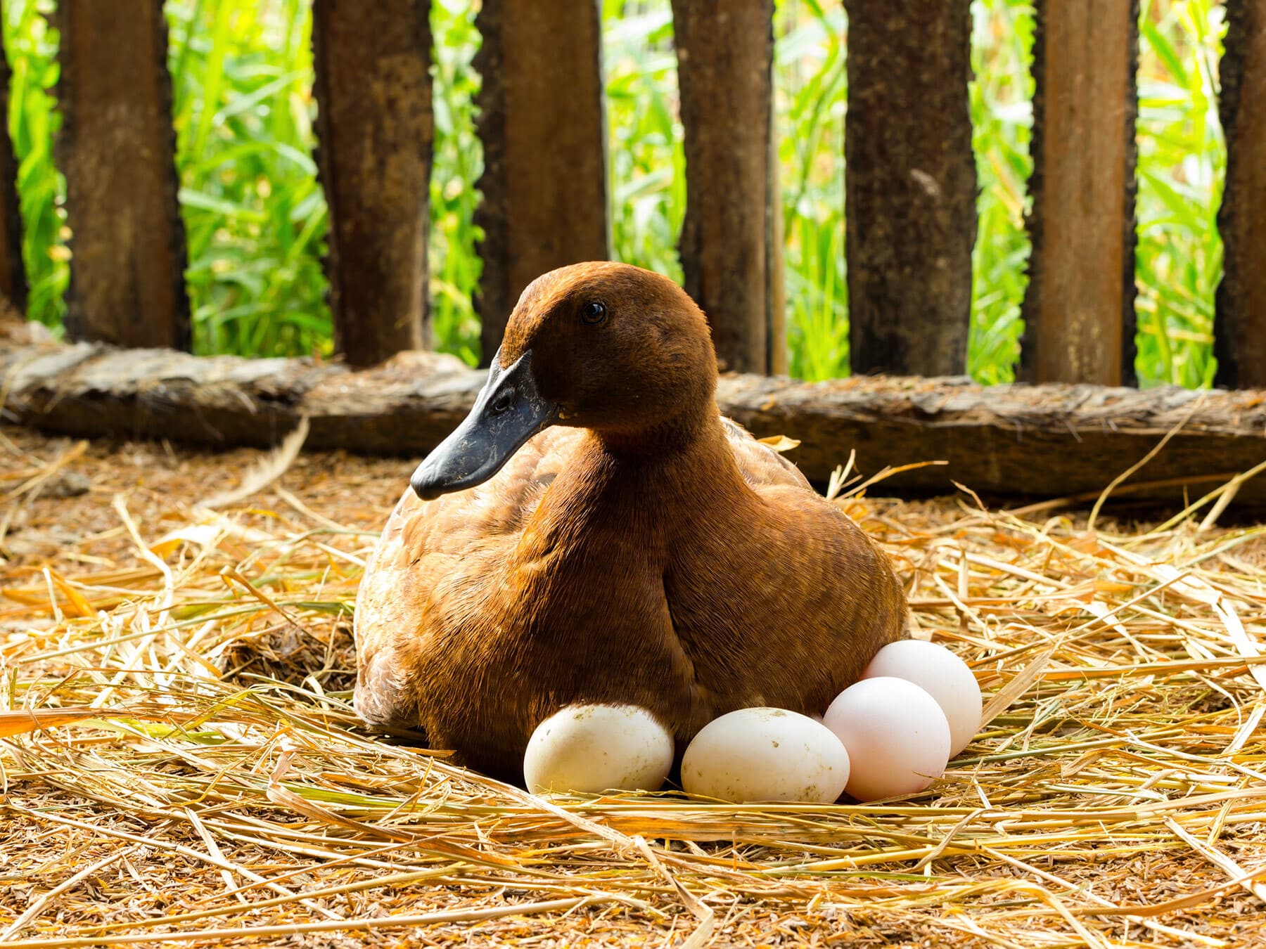 Duck incubating eggs