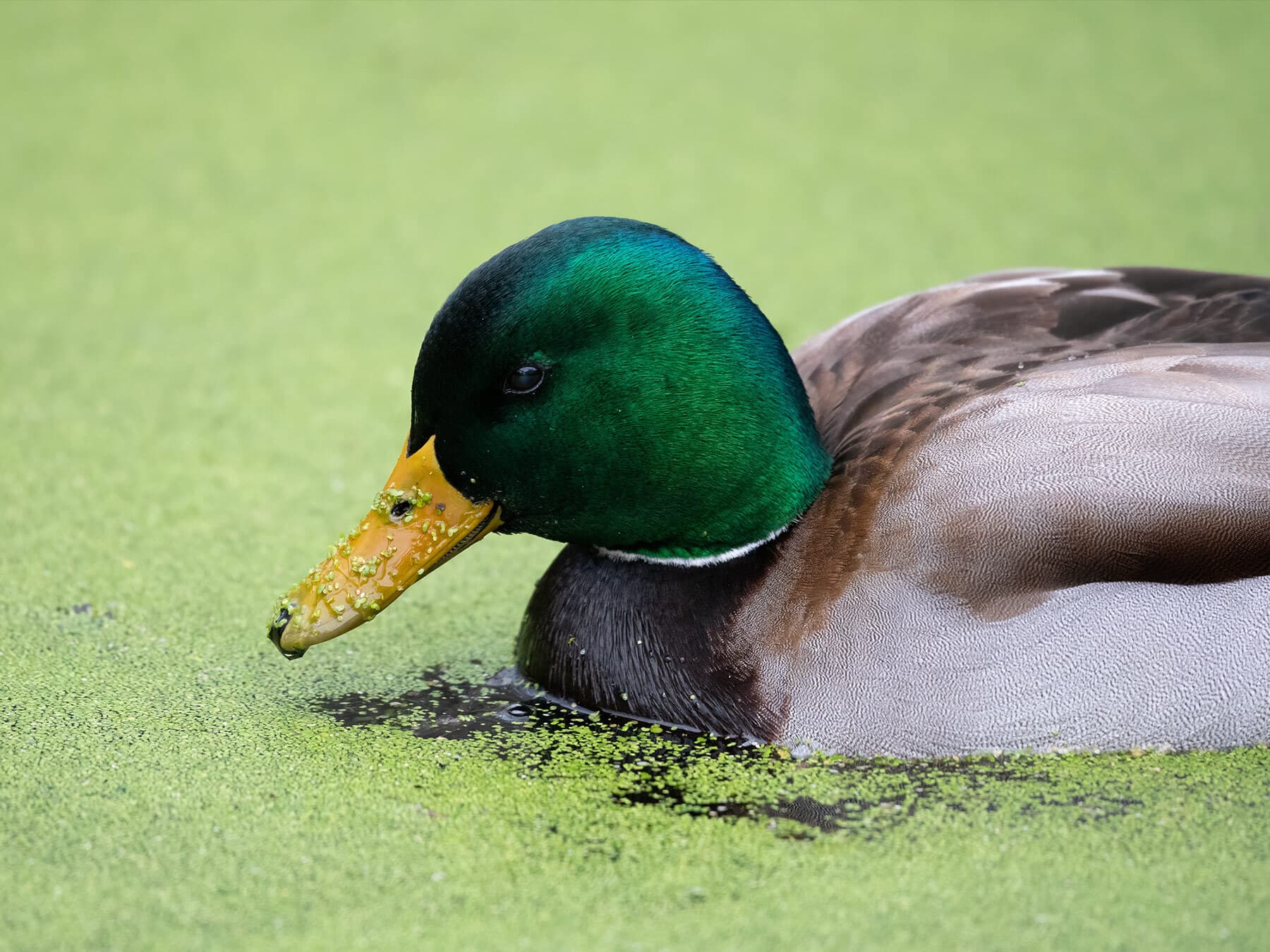 Ducks taste