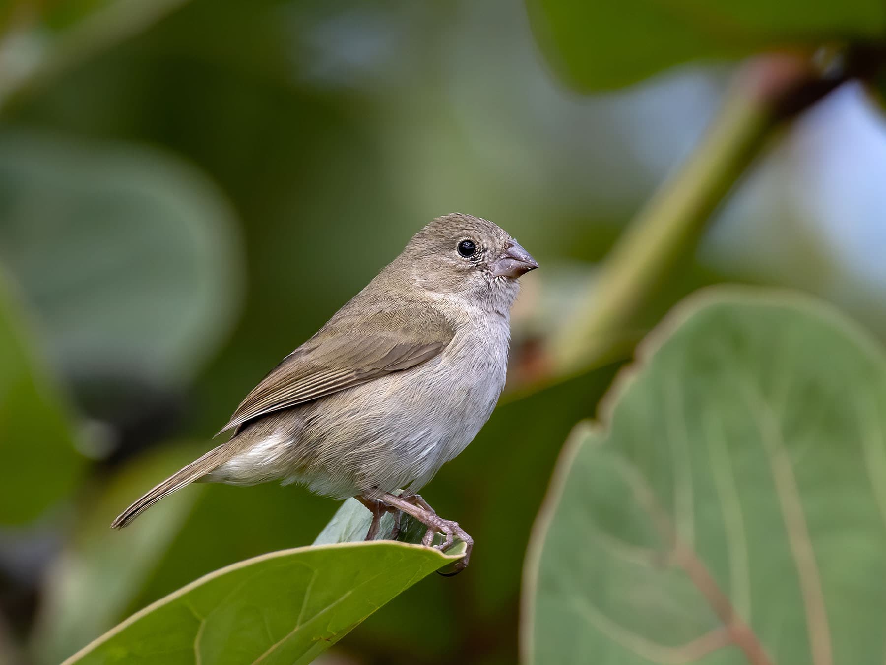 Dull colored grassquit standing on leaf of tree
