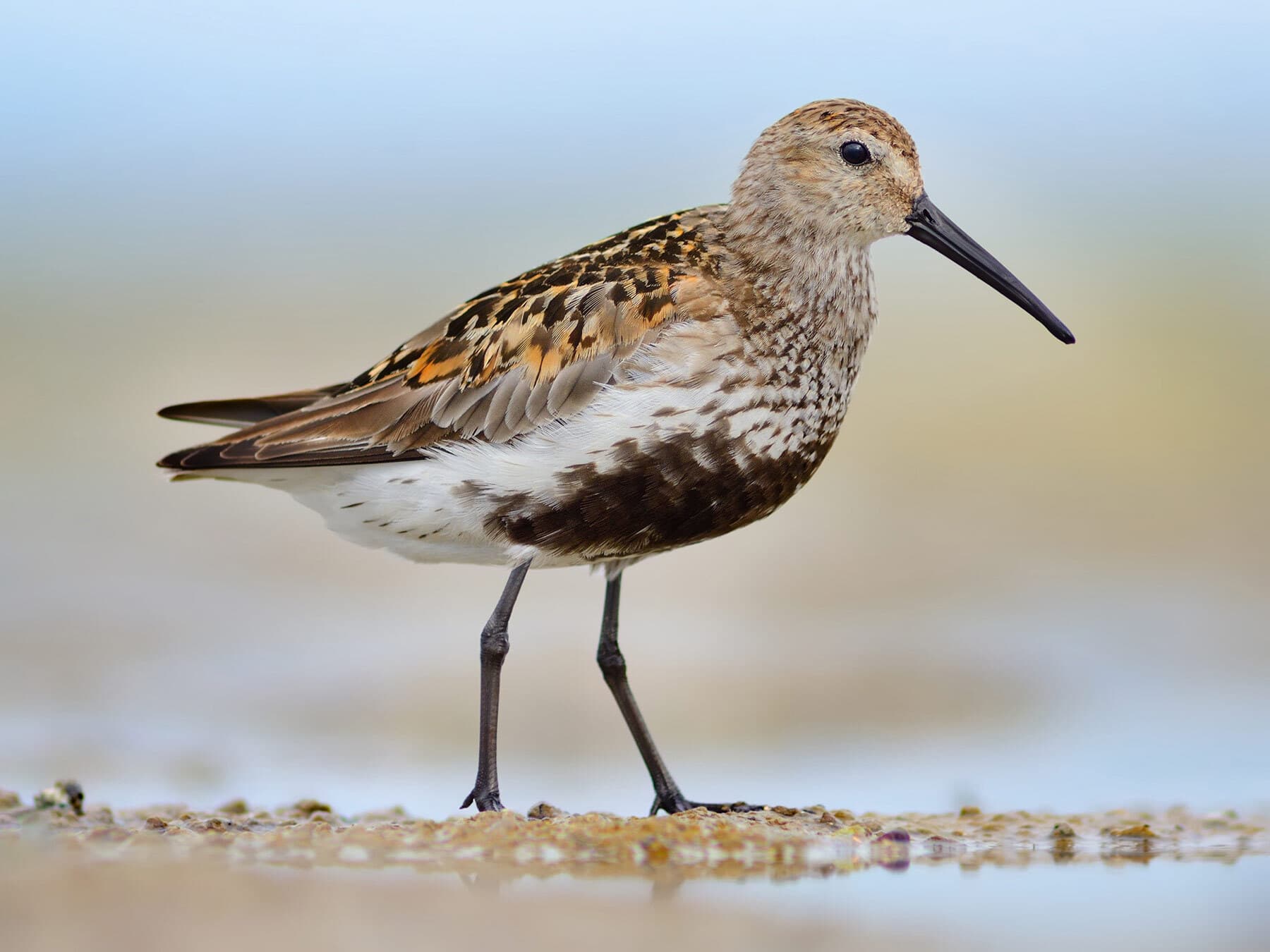 Dunlin breeding plumage