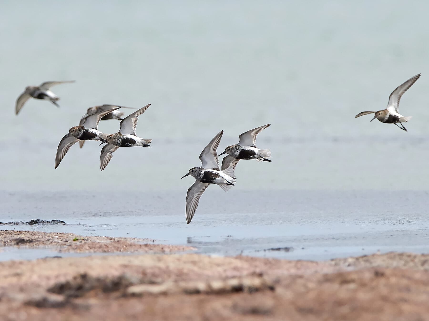A flock of Dunlin in flight