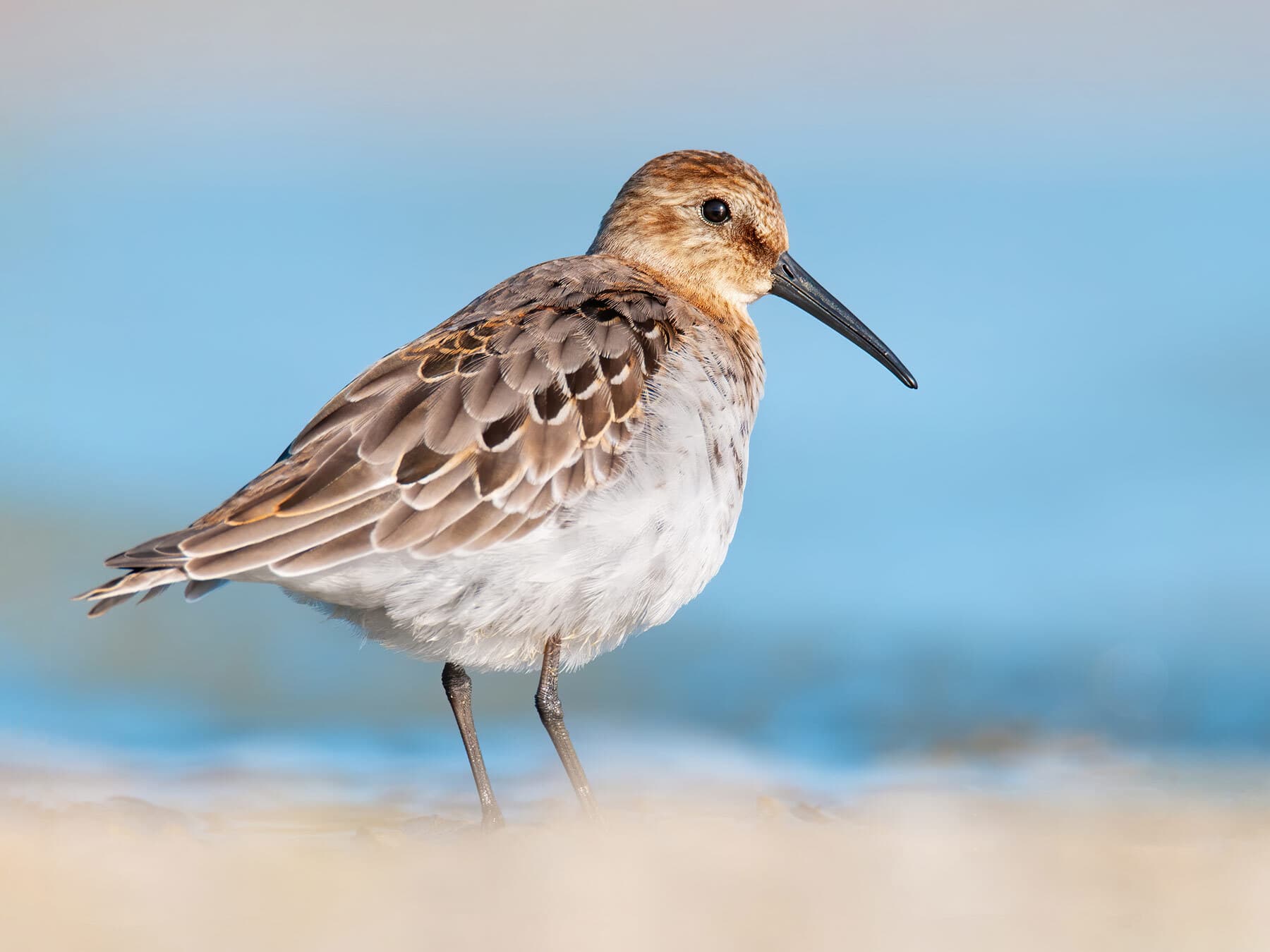 Dunlin