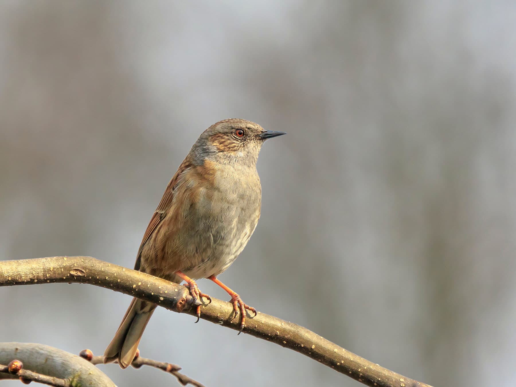 Dunnock close up