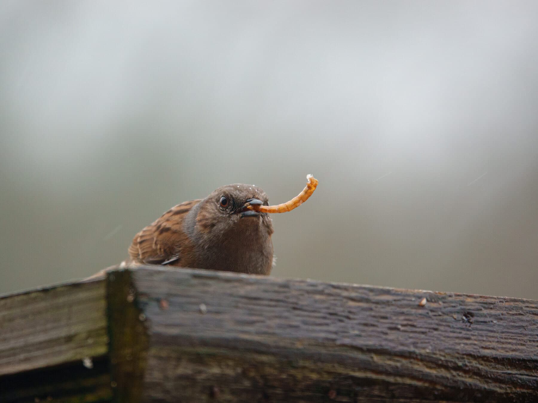 Dunnock eating from bird table
