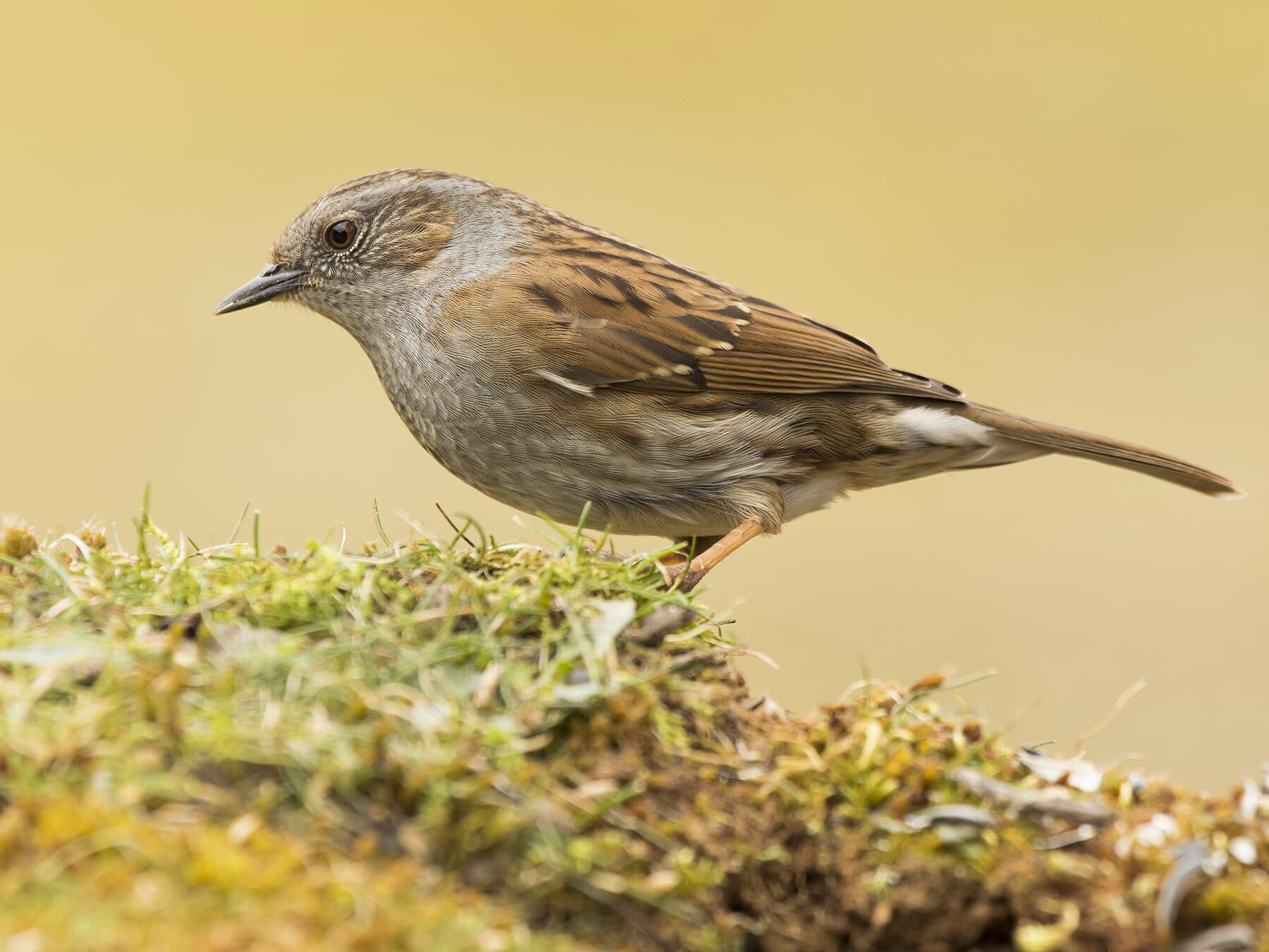 Dunnock foraging