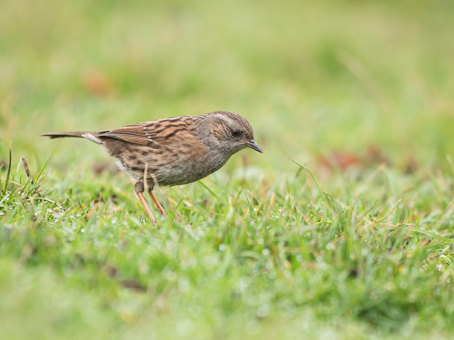 Dunnock ground feeding