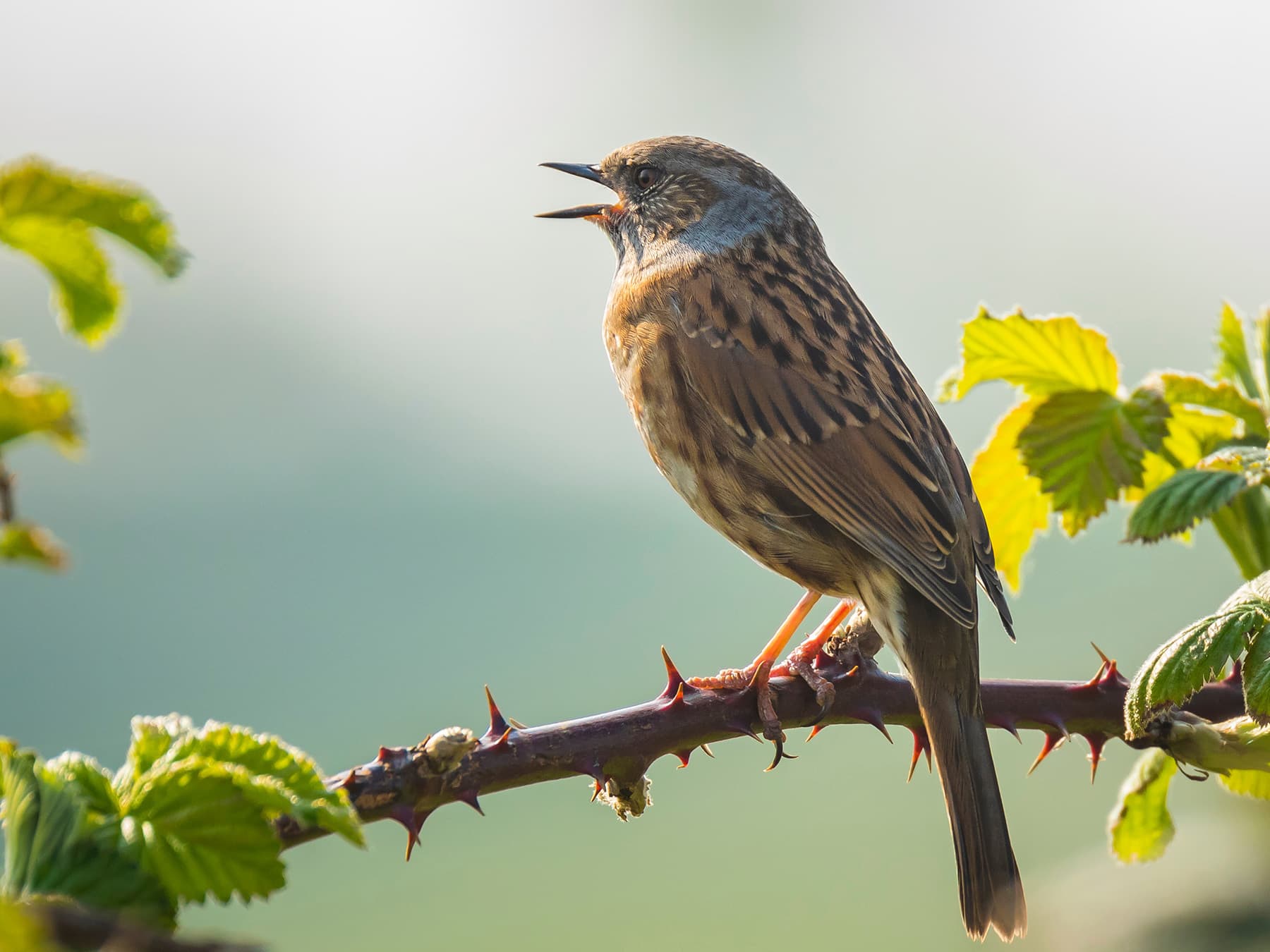 Dunnock perched on branch singing