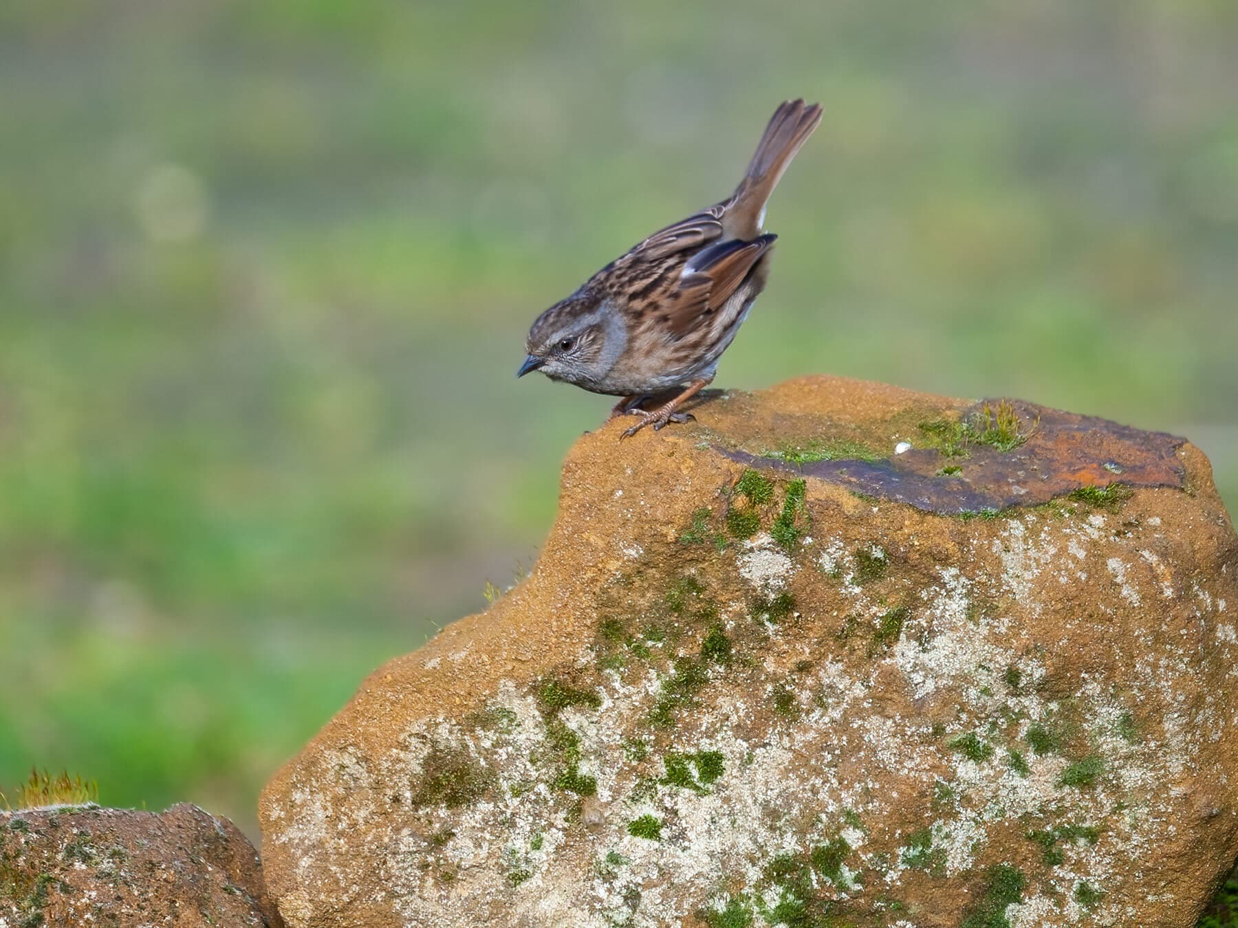 Dunnock searching for insects