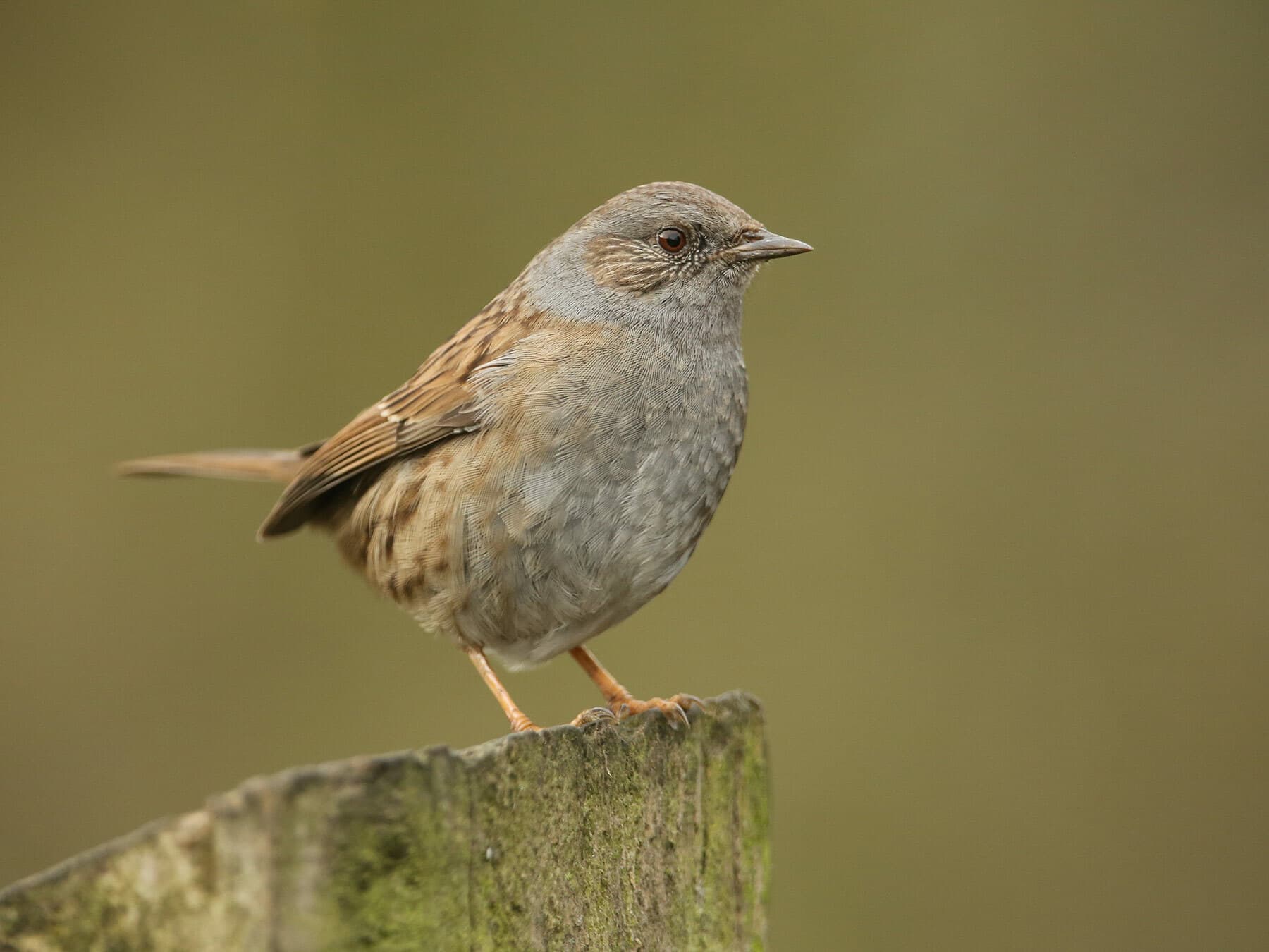 Accentors