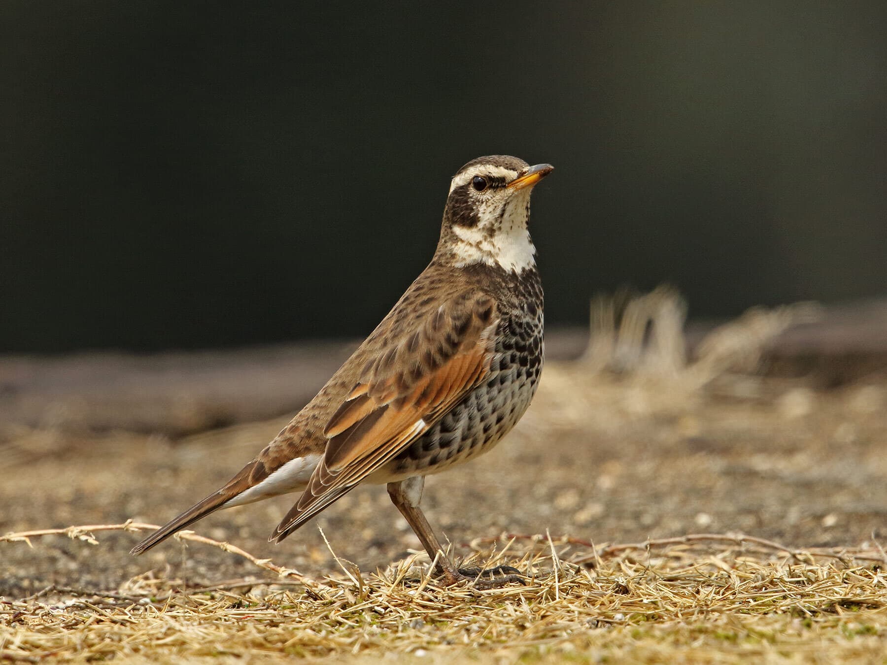 Dusky Thrush on the ground