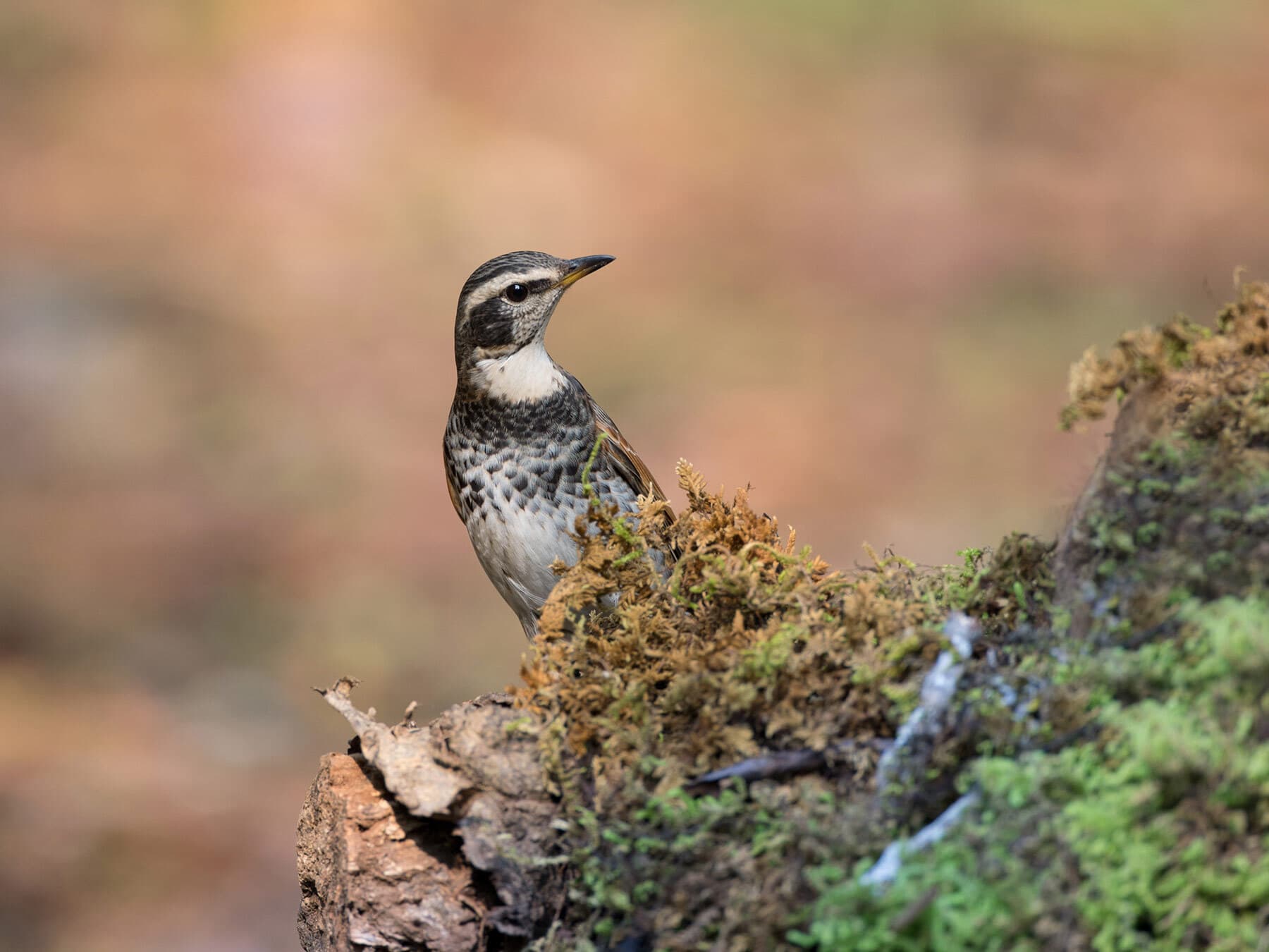 Dusky Thrush