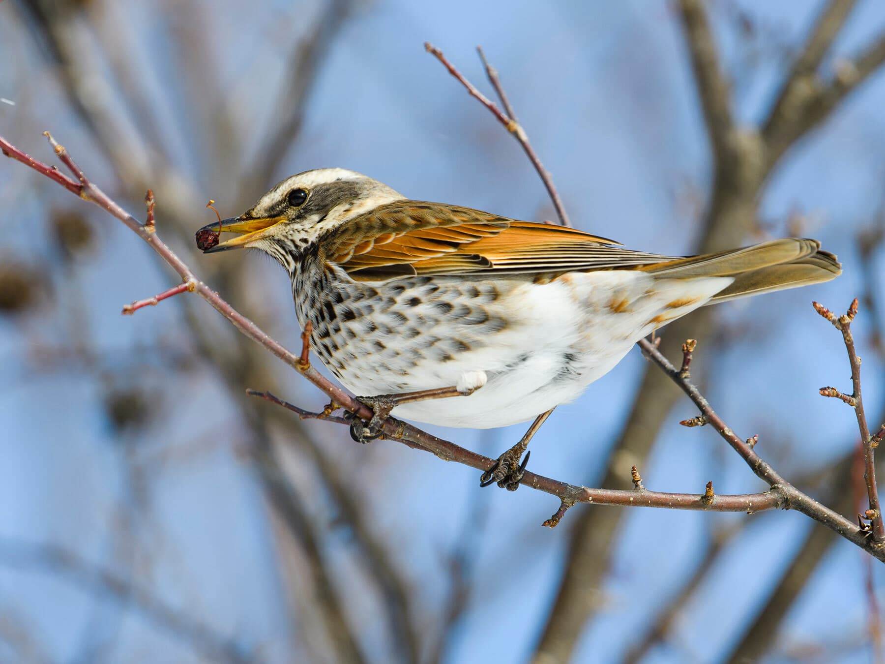 Dusky Thrush feeding