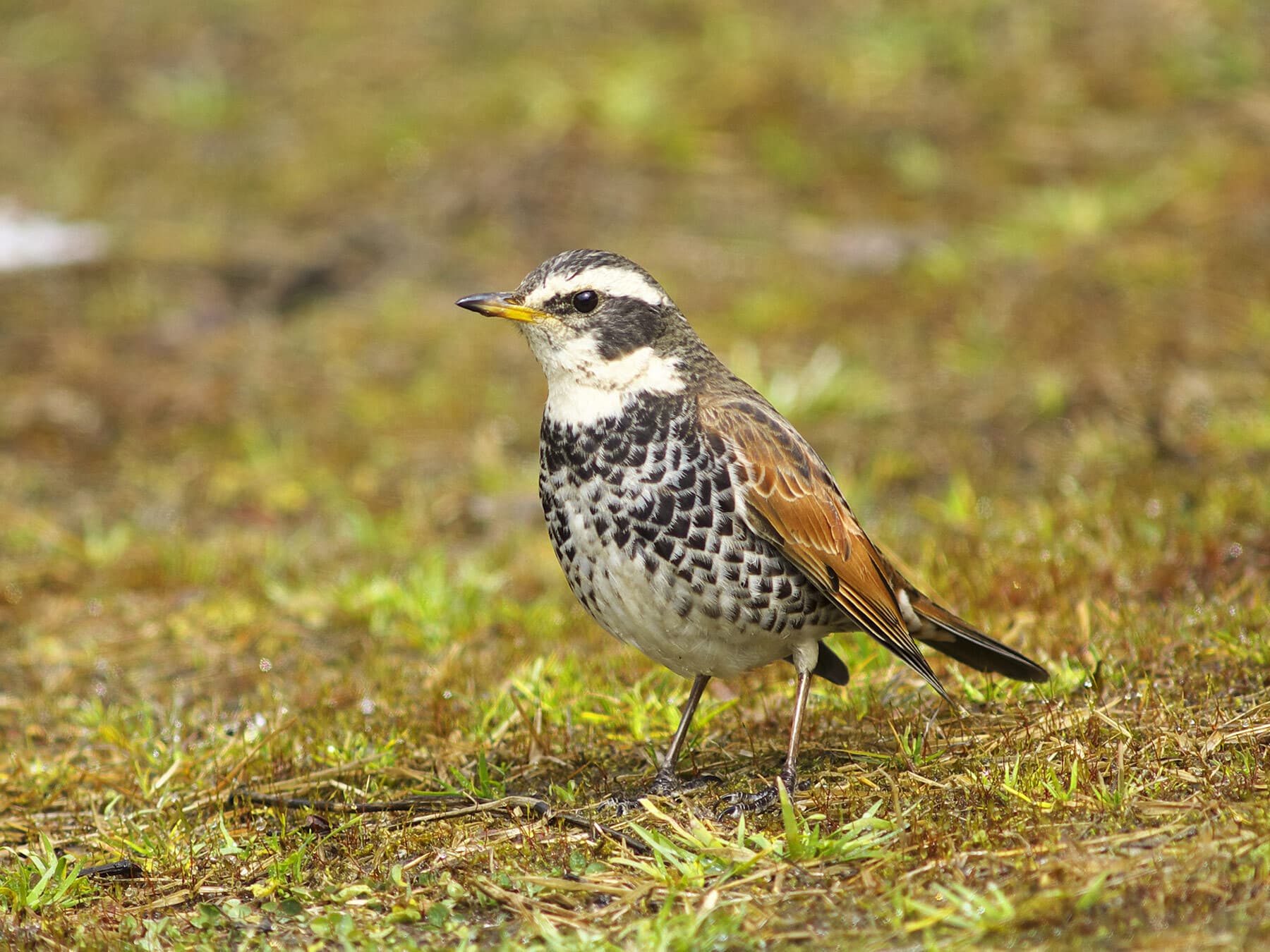 Dusky Thrush