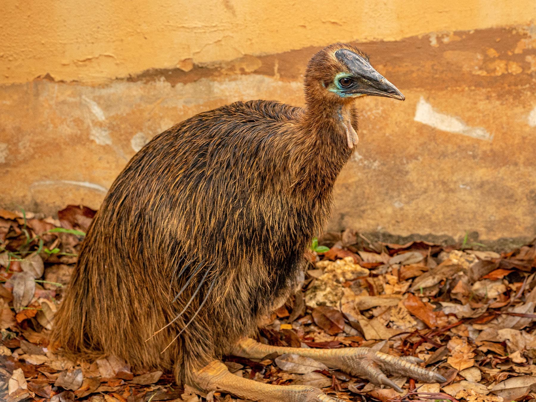 Dwarf Cassowary chick