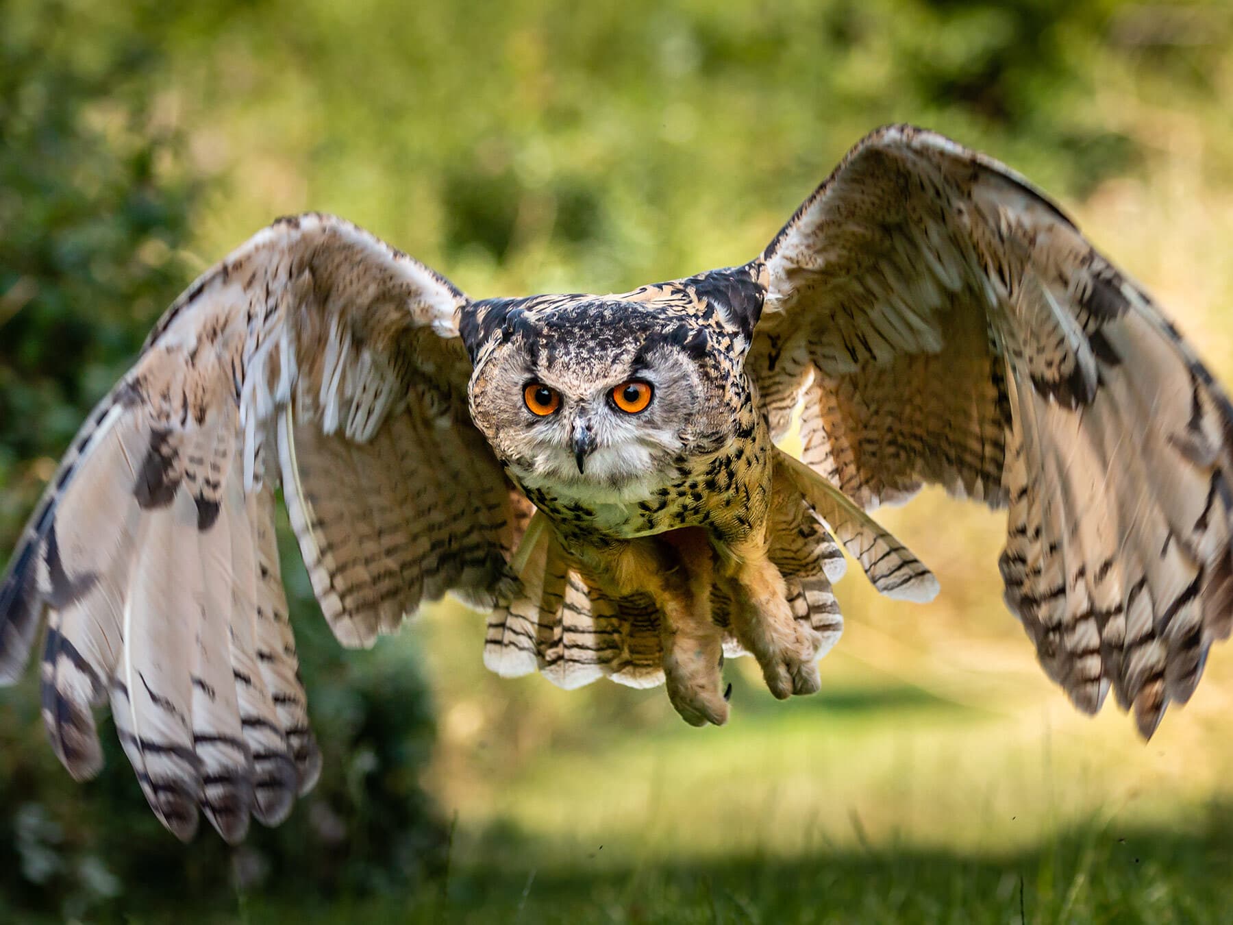 Eagle owl flight