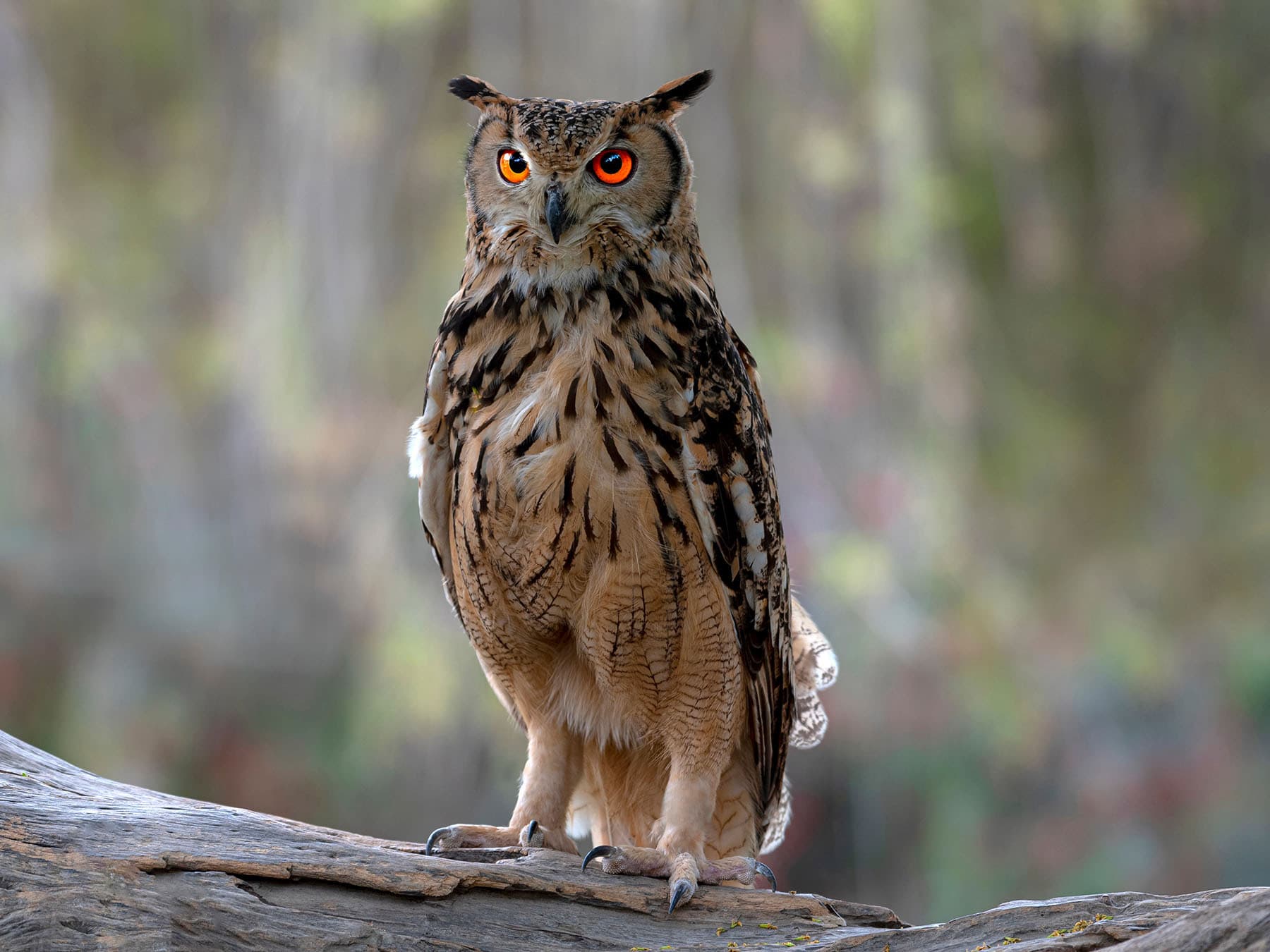 Eagle owl legs
